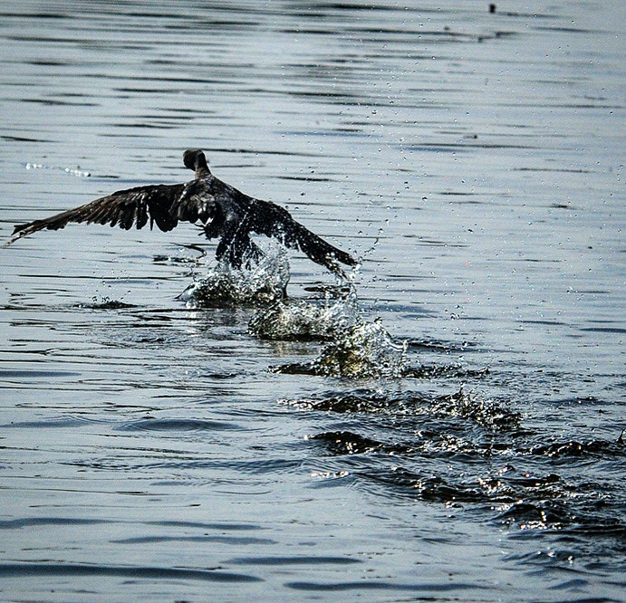 Nikon D300S sample photo. Difficult take-off! photography
