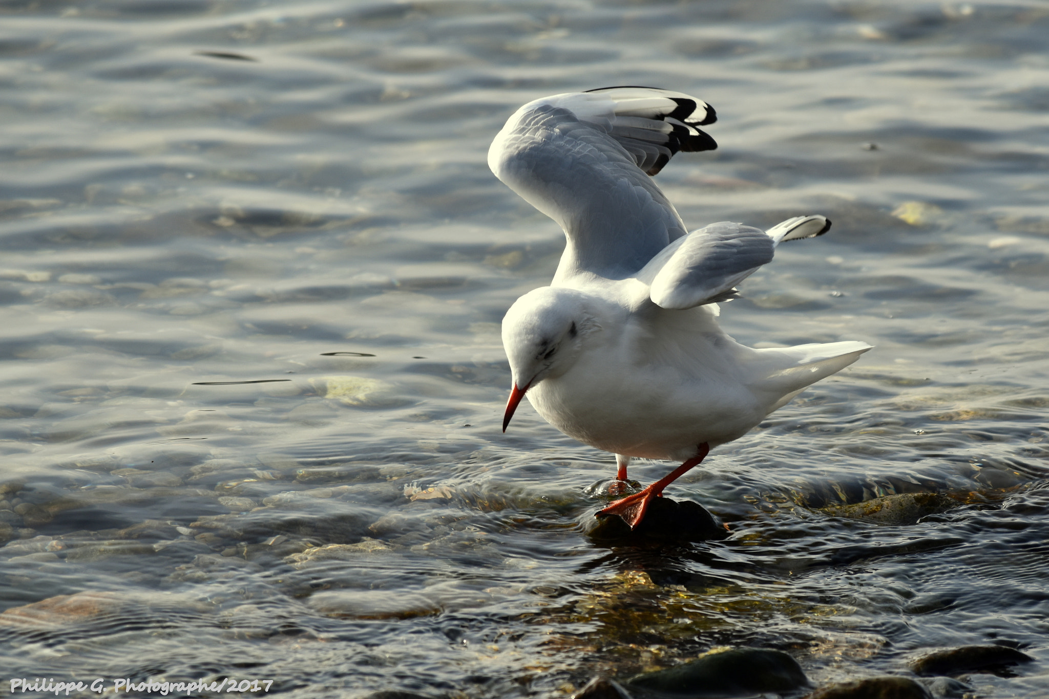 Nikon D5500 sample photo. Mouette prudente photography