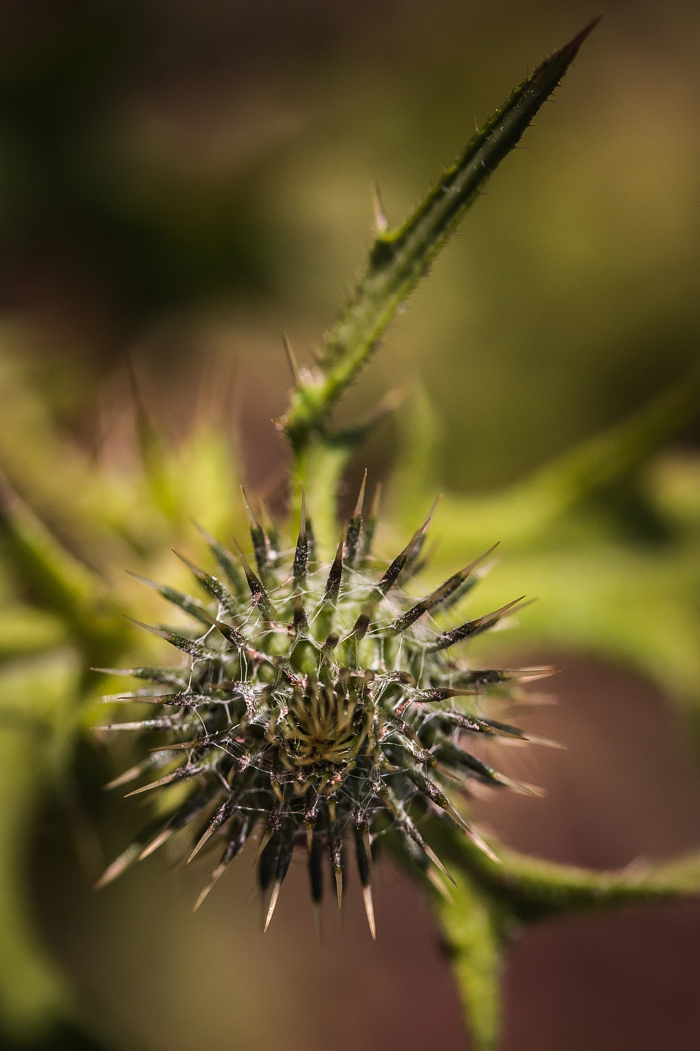 Canon EF-S 60mm F2.8 Macro USM sample photo. Agrimony photography