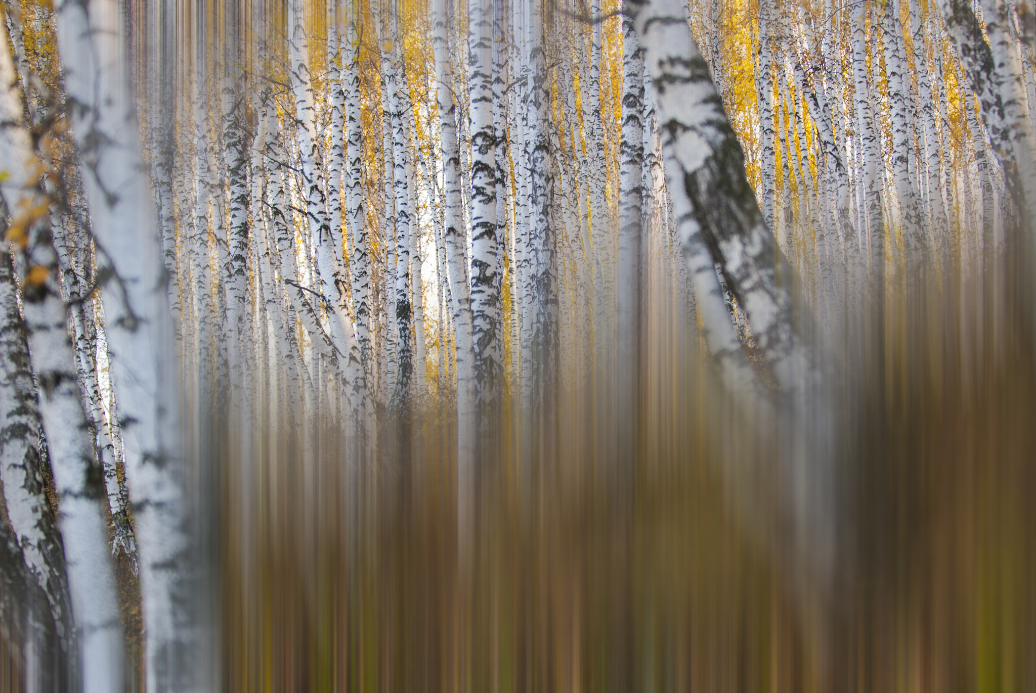 Nikon D200 sample photo. Birch photography