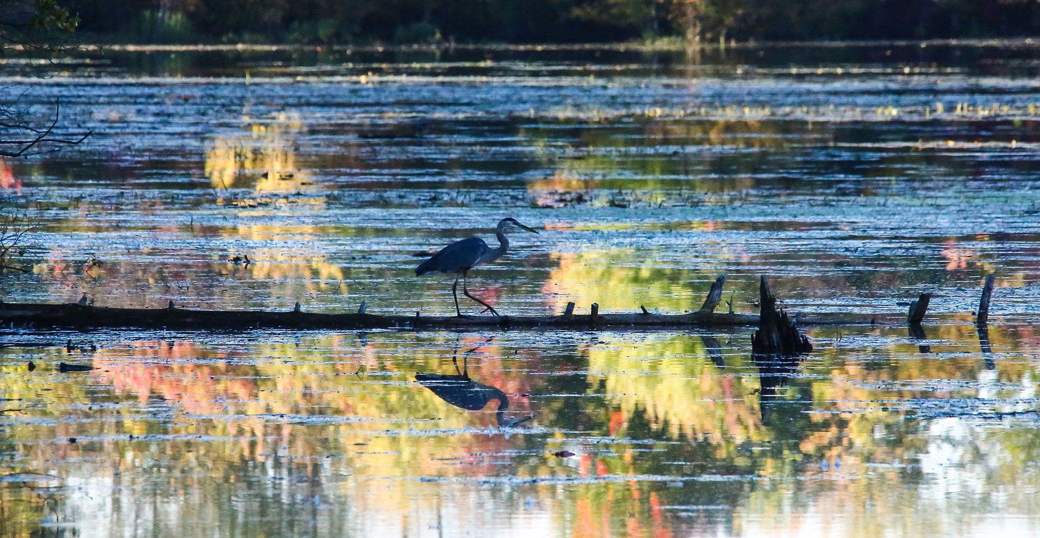 Canon EOS 6D sample photo. Autumn walk photography