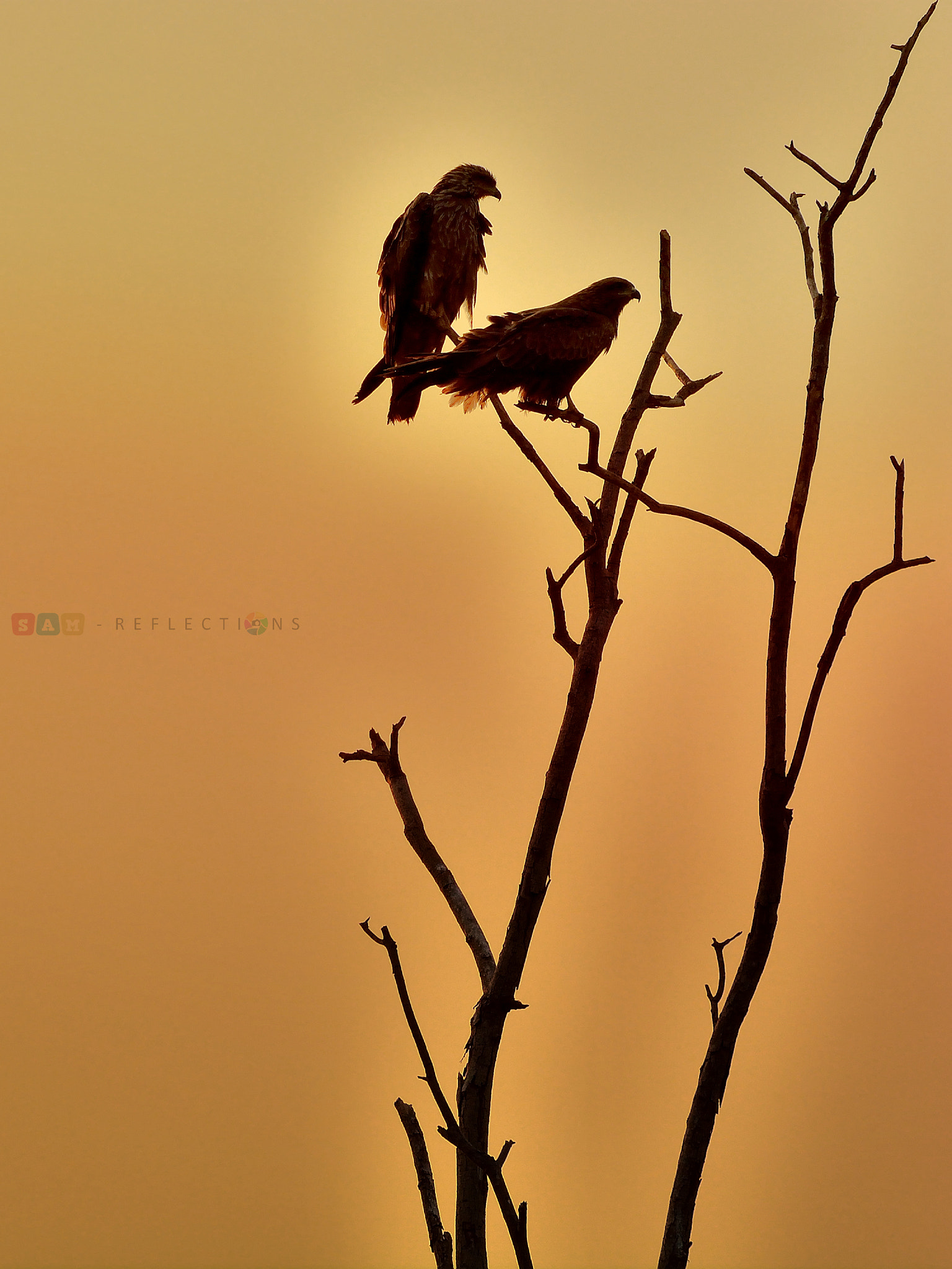 Nikon D5200 + Tamron SP 70-300mm F4-5.6 Di VC USD sample photo. Where only eagles dare.. photography