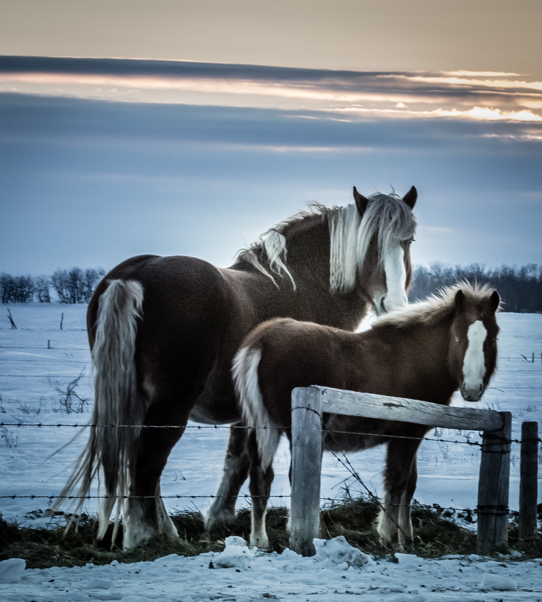 Canon EF 100-400mm F4.5-5.6L IS USM sample photo. Mare and foal photography