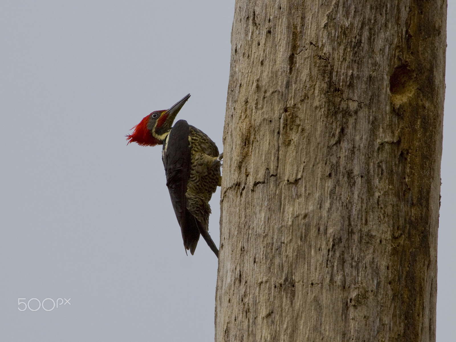 Canon EOS 50D + Canon EF 100-400mm F4.5-5.6L IS USM sample photo. The jackhammer photography