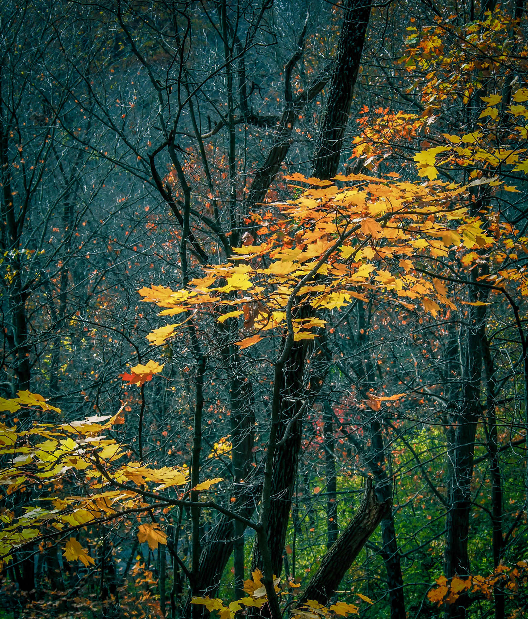 Olympus OM-D E-M5 sample photo. Beauty of autumn photography