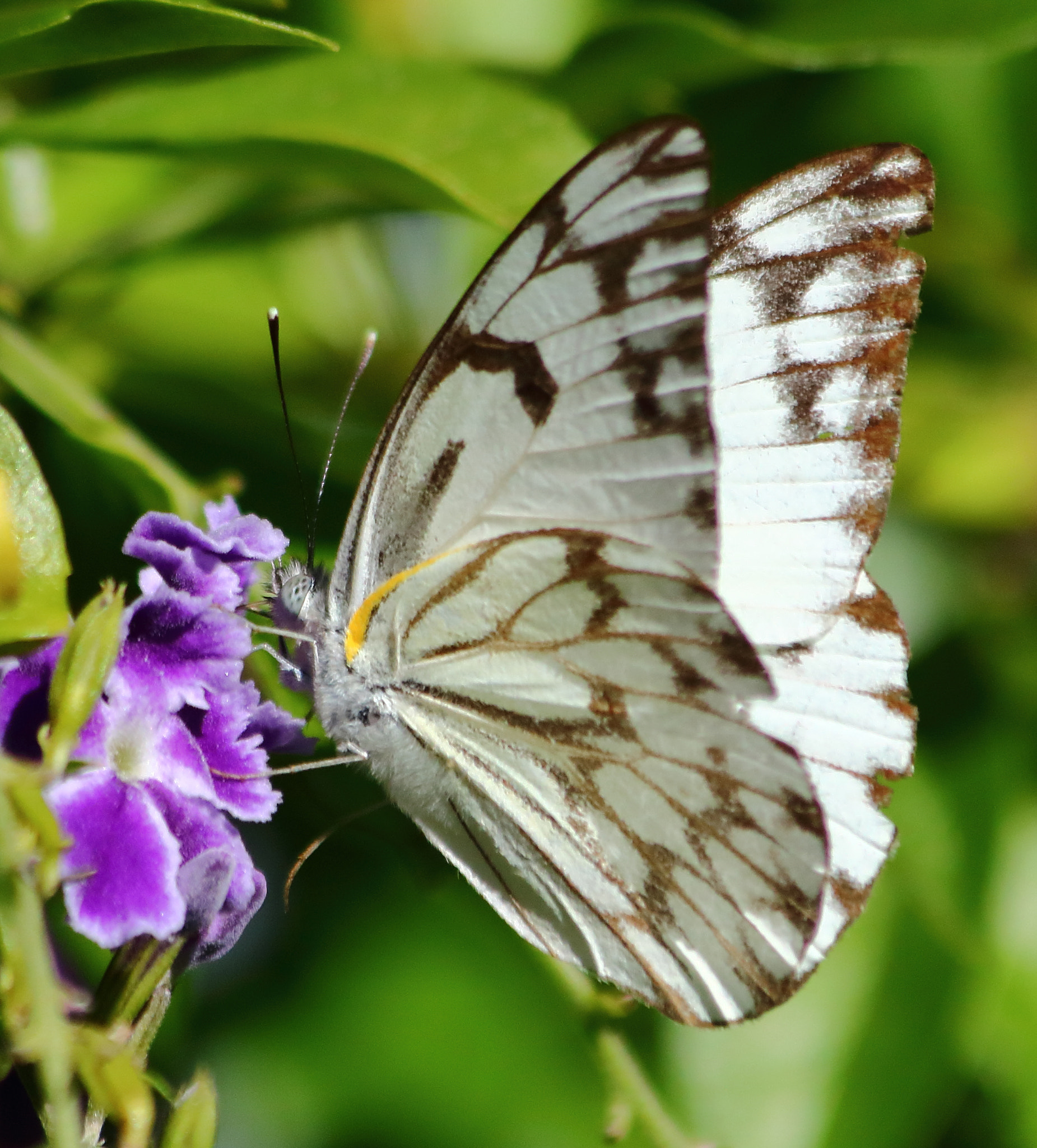 Canon EF 70-300mm F4-5.6 IS USM sample photo. Butterfly photography