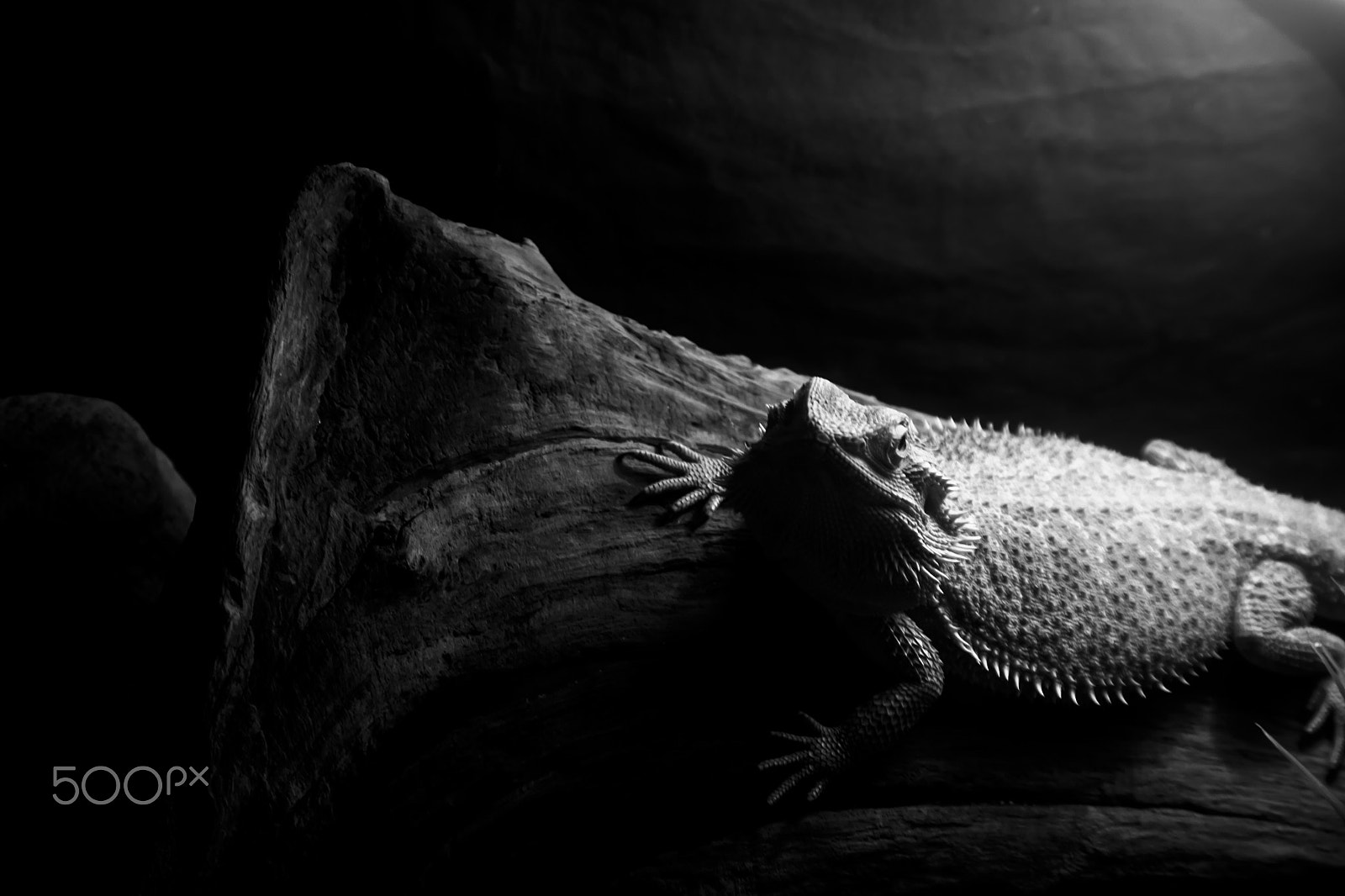 smc PENTAX-DA L 50-200mm F4-5.6 ED sample photo. Reptil photography