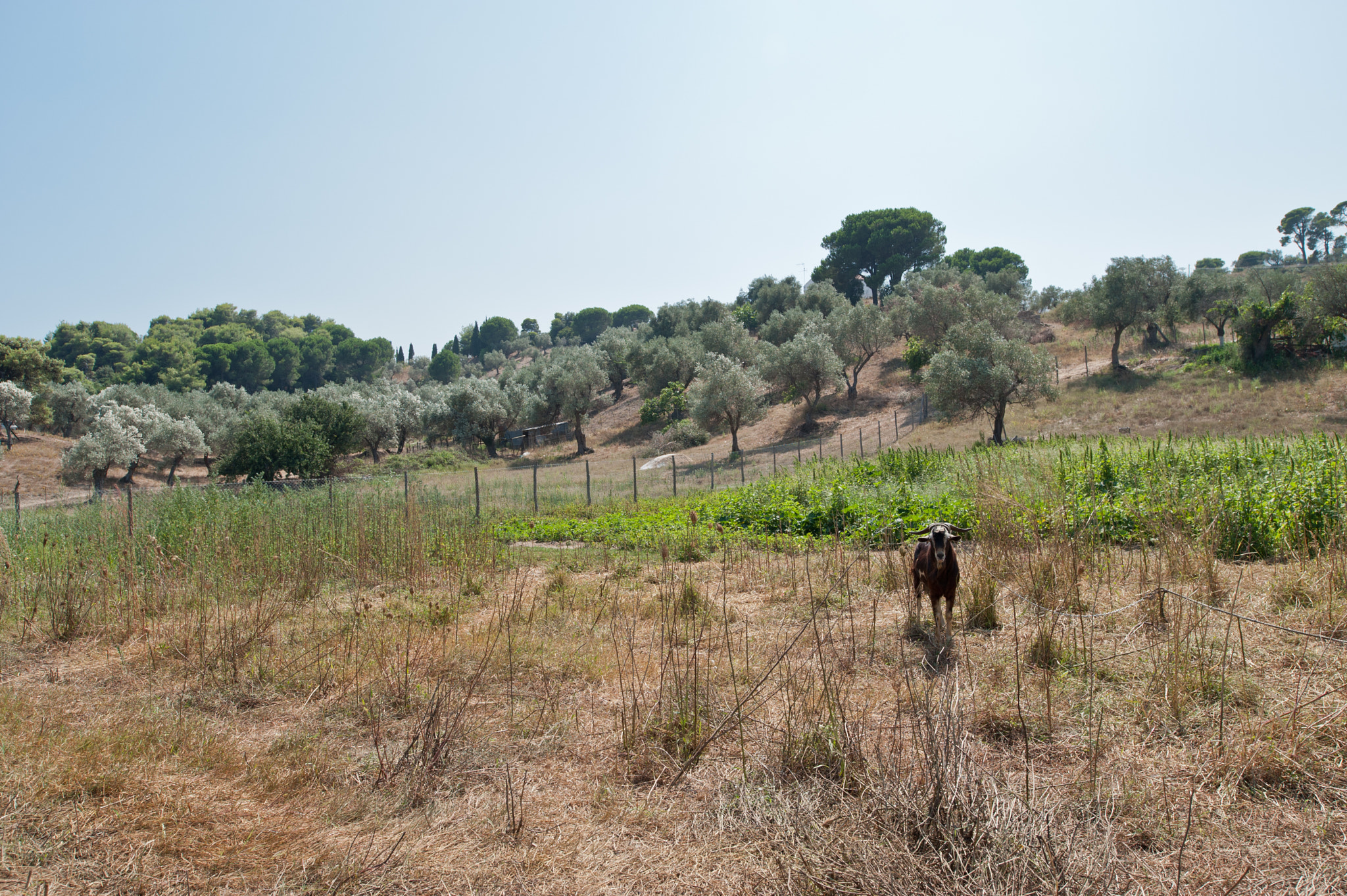 Nikon D700 + Nikon PC-E Nikkor 24mm F3.5D ED Tilt-Shift sample photo. Goat photography