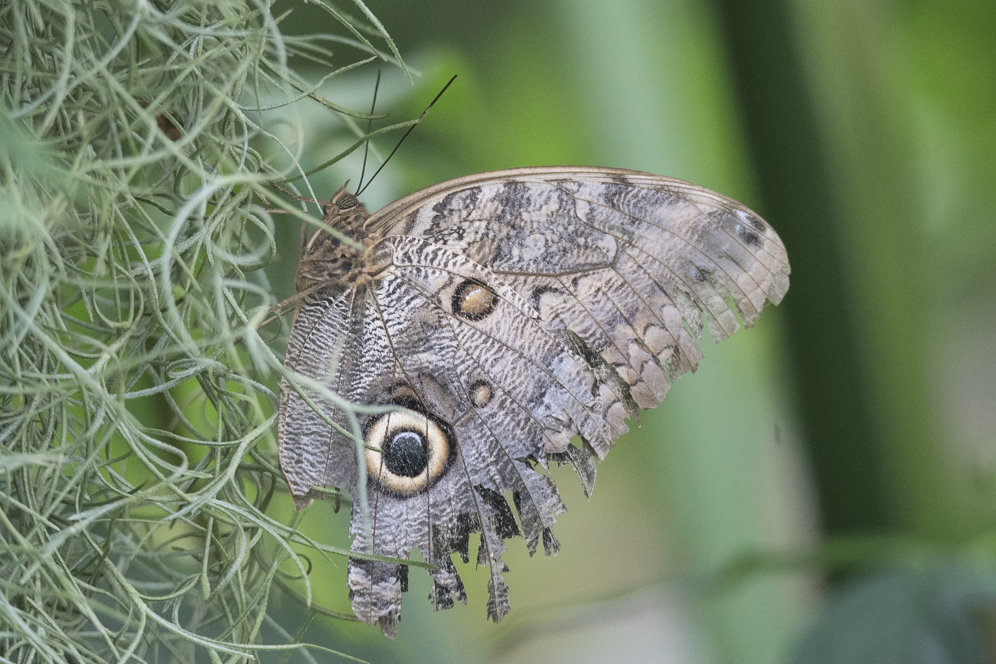 Tamron SP 150-600mm F5-6.3 Di VC USD sample photo