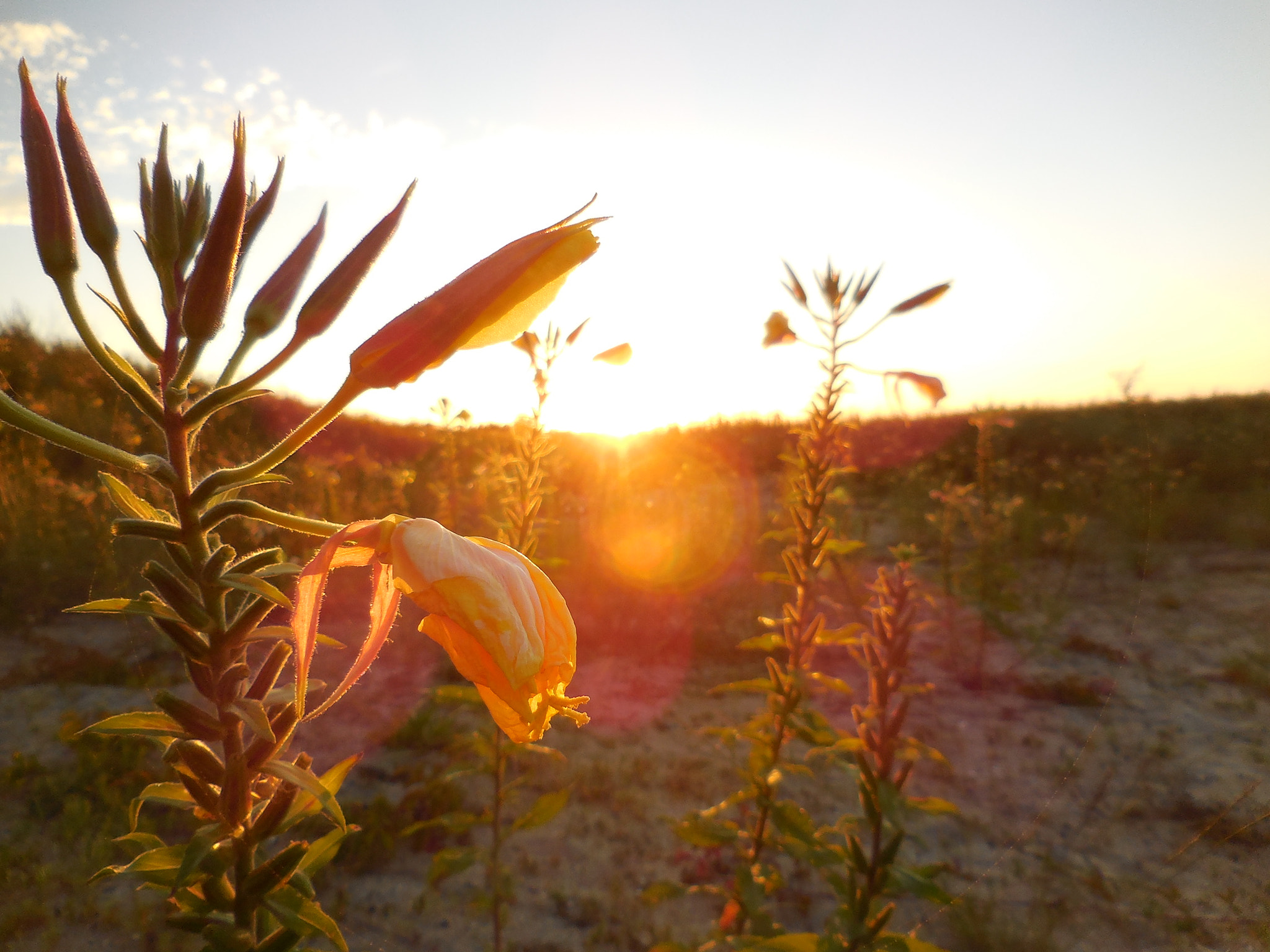 Nikon COOLPIX S6600 sample photo. Flower's sunset photography