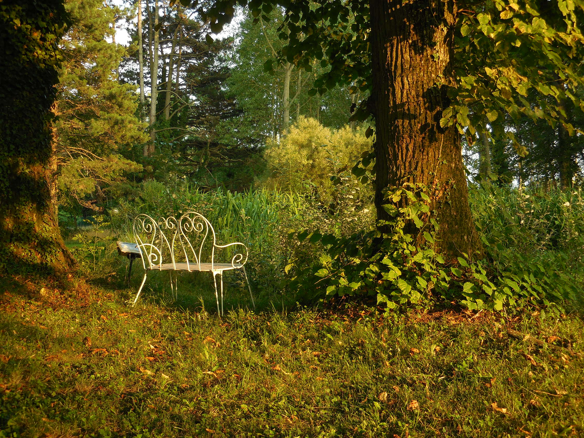 Nikon COOLPIX S6600 sample photo. Bench in the green photography