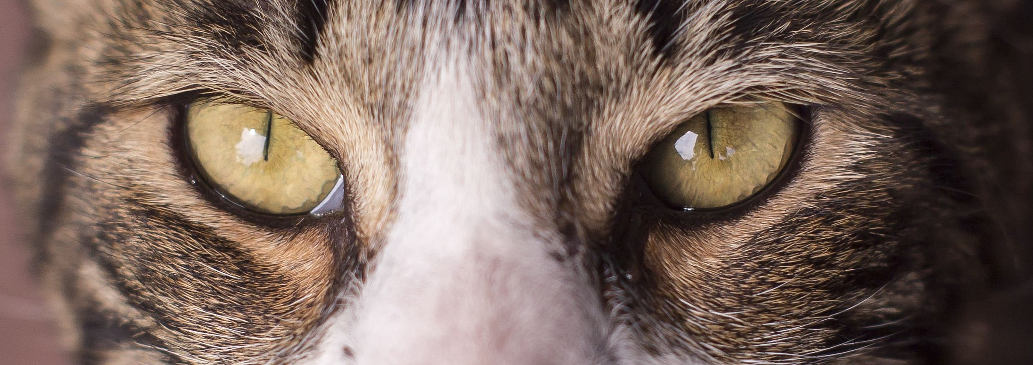 Canon EF 35-80mm f/4-5.6 sample photo. Eye of the tiger photography