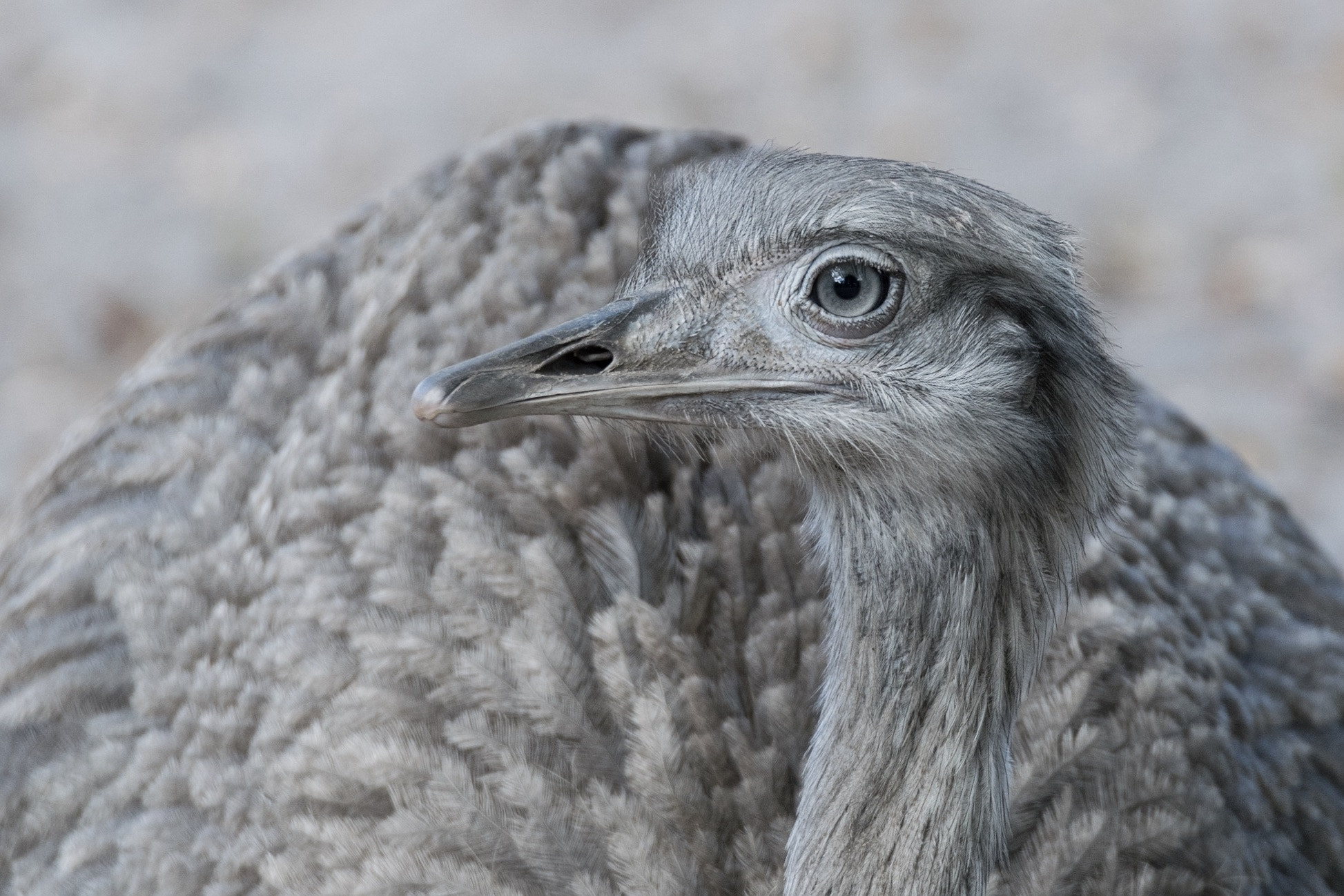 Tamron SP 150-600mm F5-6.3 Di VC USD sample photo