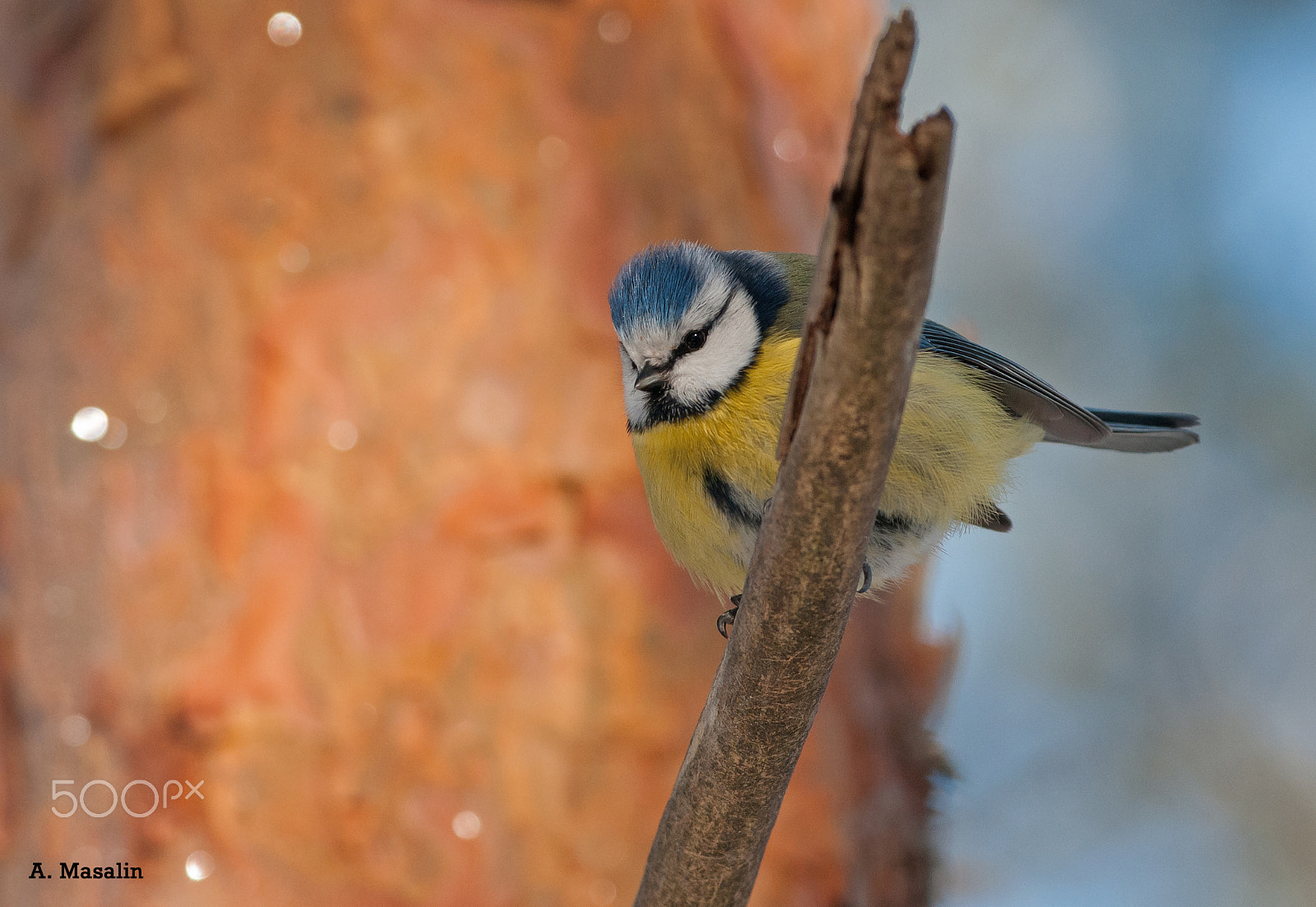 Nikon D300S + Nikon AF-S Nikkor 300mm F4D ED-IF sample photo. Bluetit photography