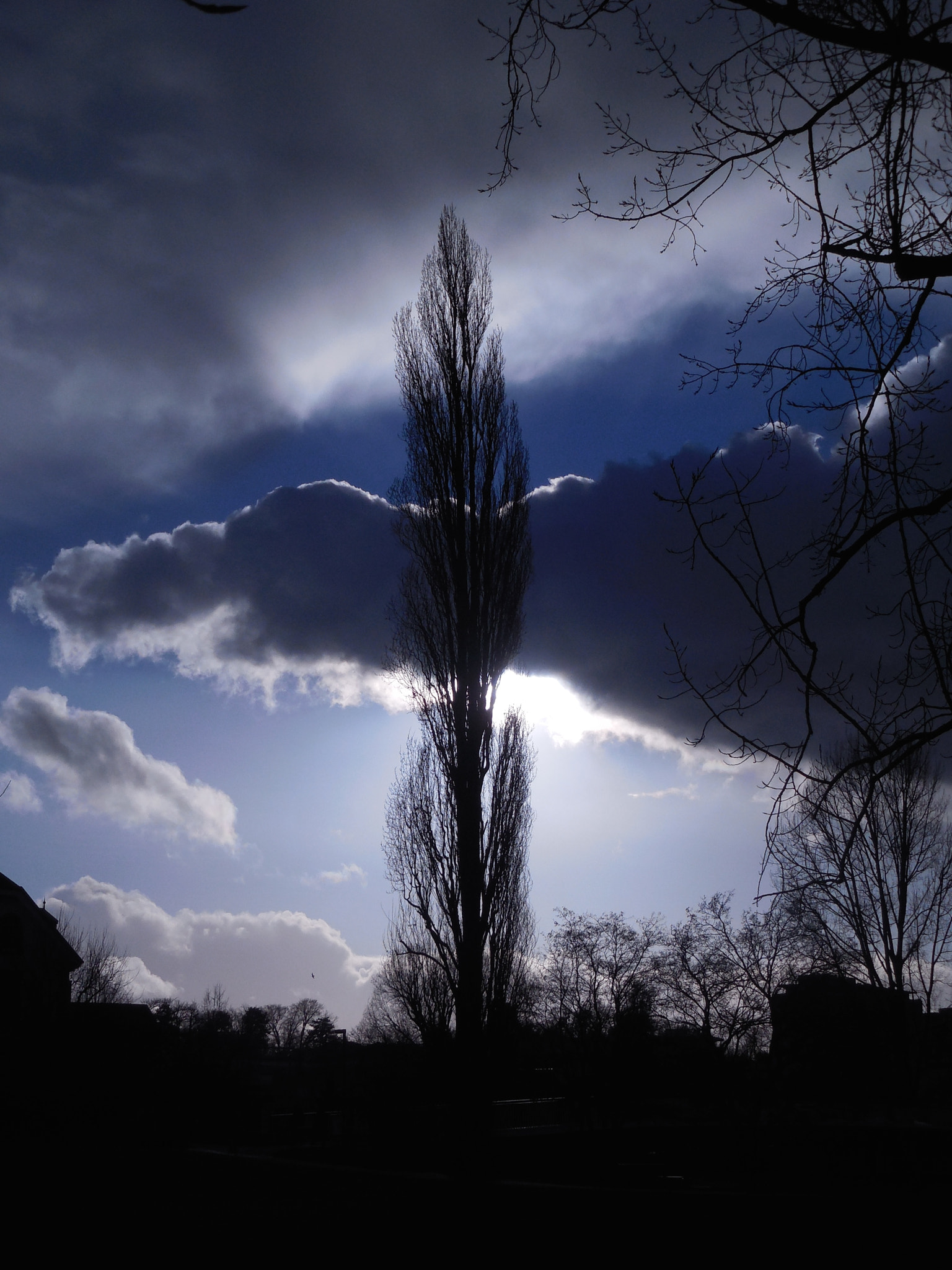 Nikon COOLPIX S6600 sample photo. Poplar in the sky photography