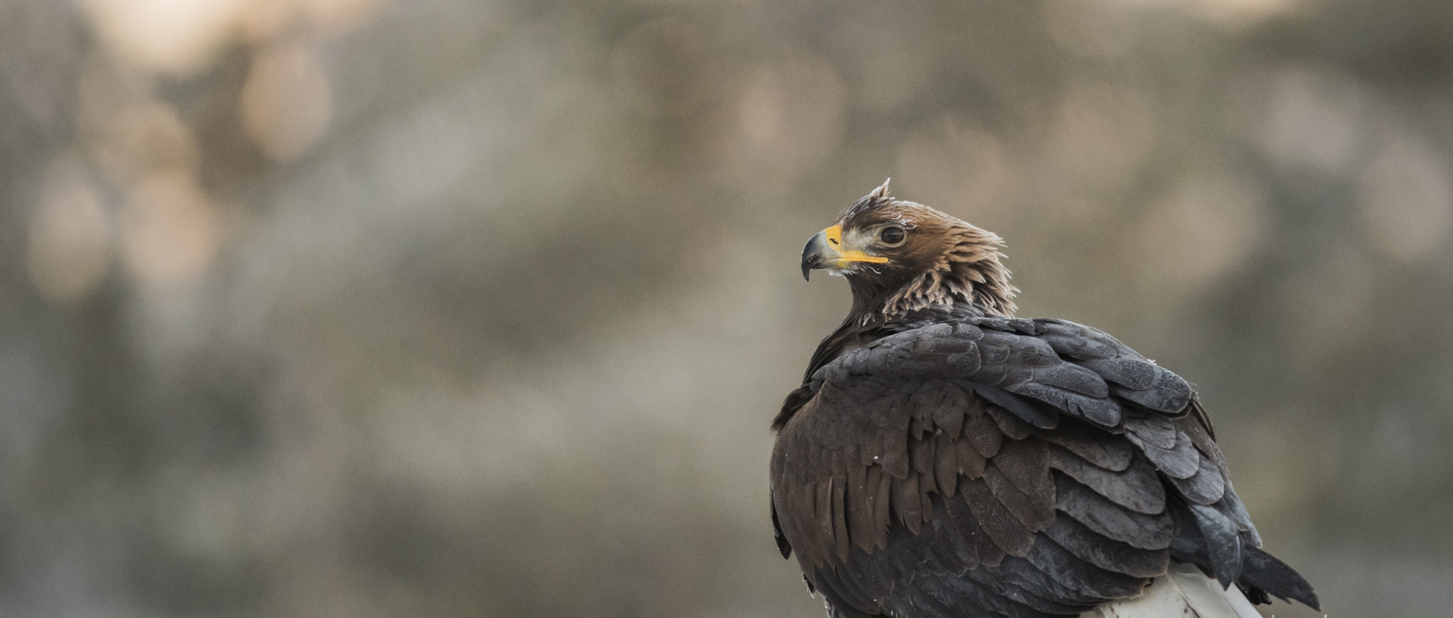 Canon EF 400mm F4.0 DO IS USM sample photo. This is my presidential pose... photography