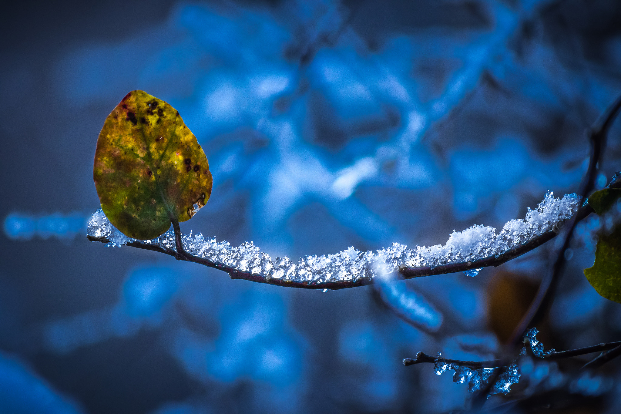 Canon EF-S 55-250mm F4-5.6 IS II sample photo. Winter blue photography
