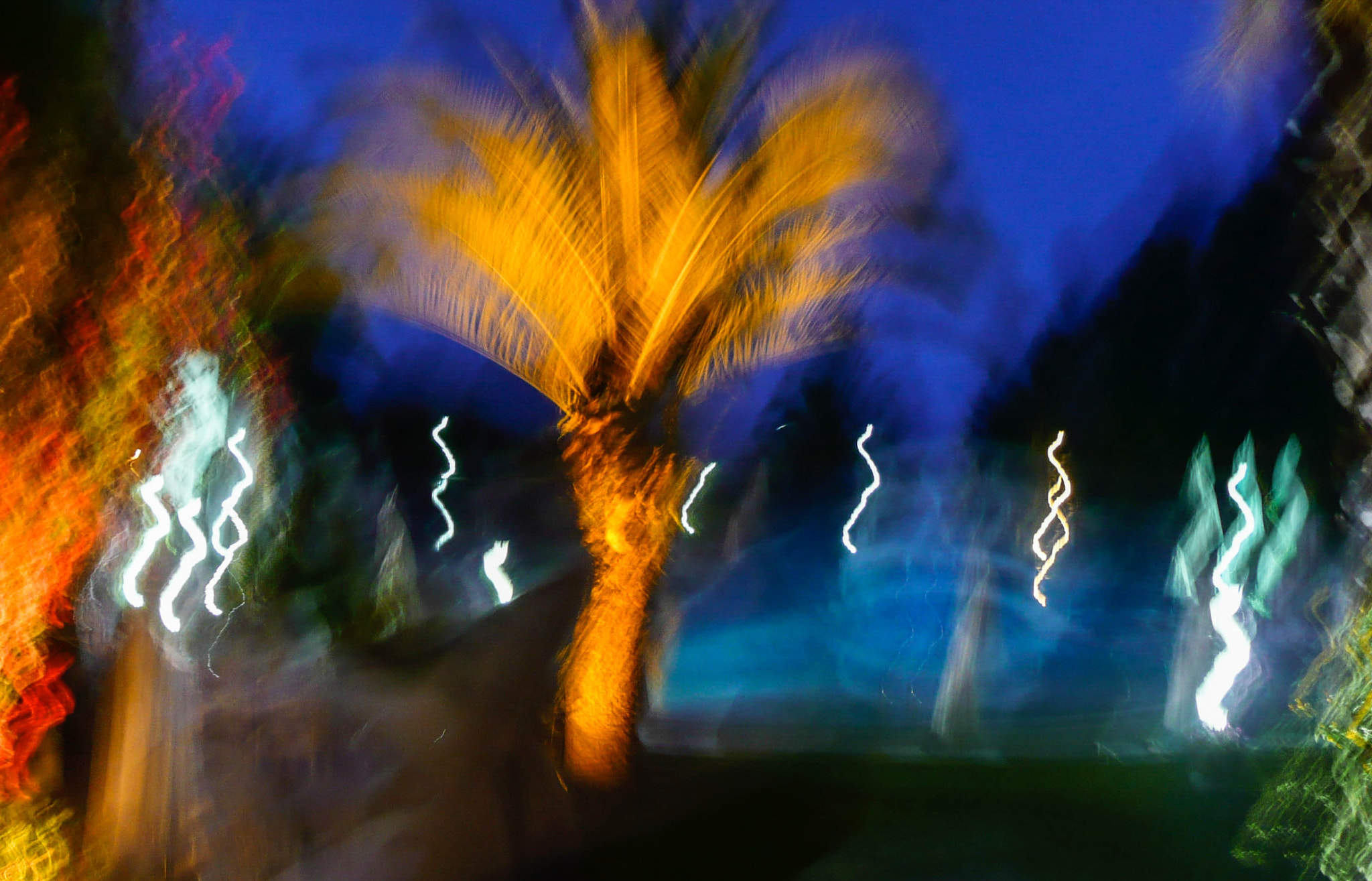 Panasonic DMC-TZ2 sample photo. Festive palm tree photography