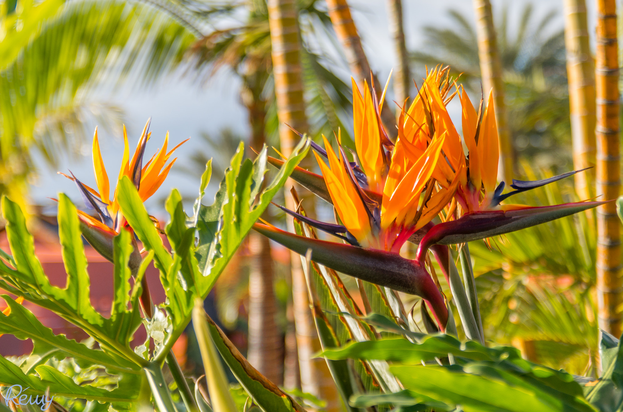 Pentax K-30 + Sigma sample photo. Orange flower photography