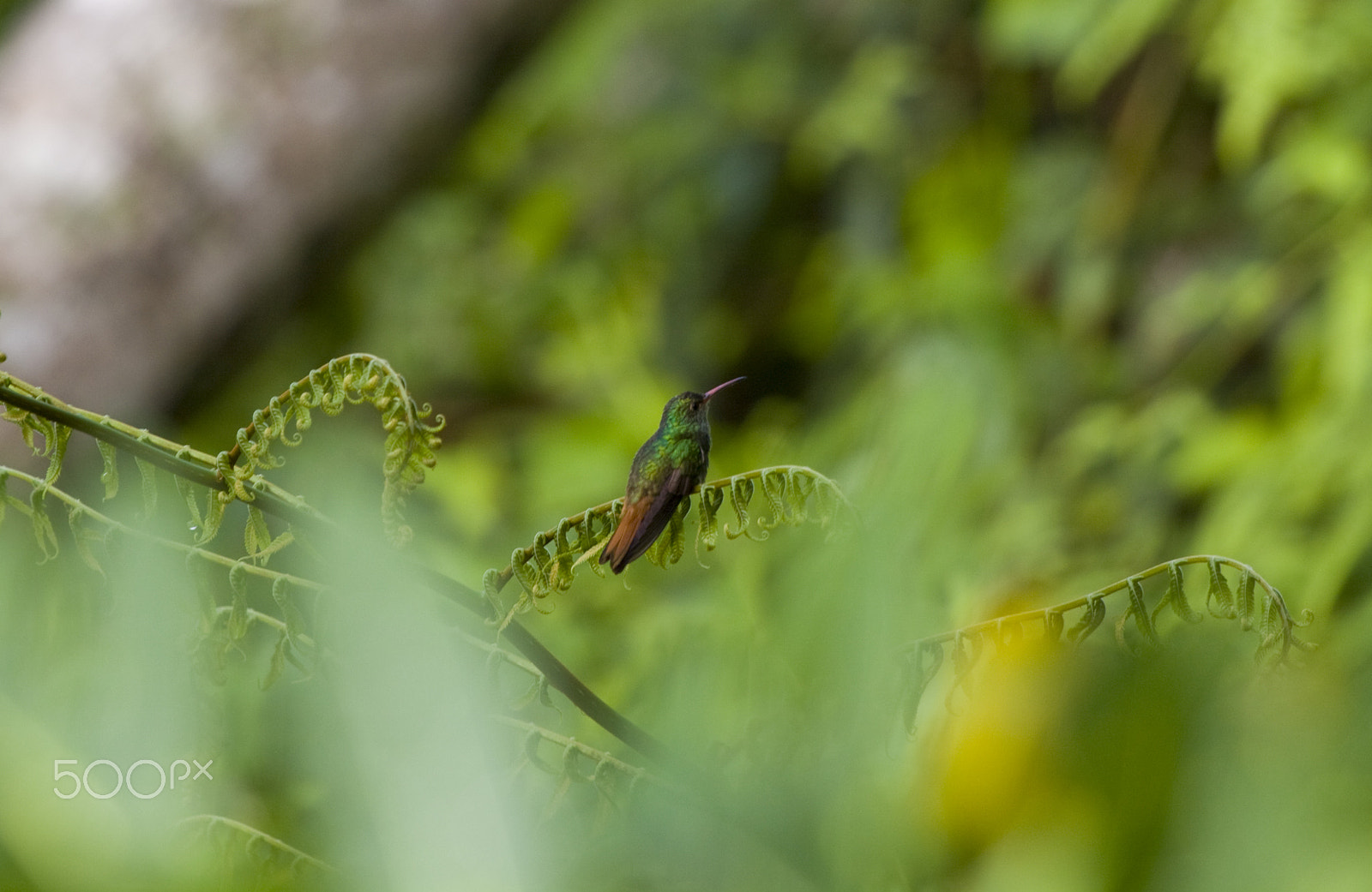 Canon EF 100-400mm F4.5-5.6L IS USM sample photo. Blending in photography