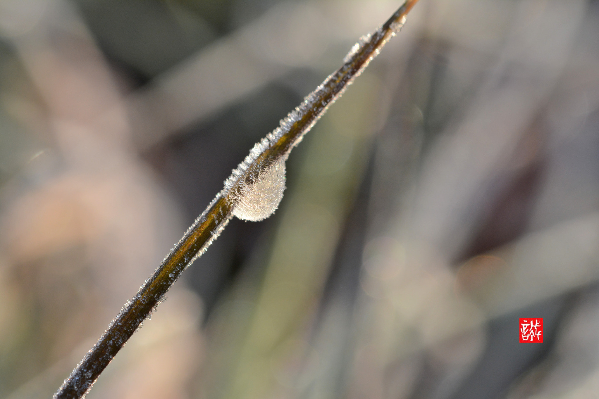 Nikon AF-S Micro-Nikkor 60mm F2.8G ED sample photo. Morning dew 0204 photography