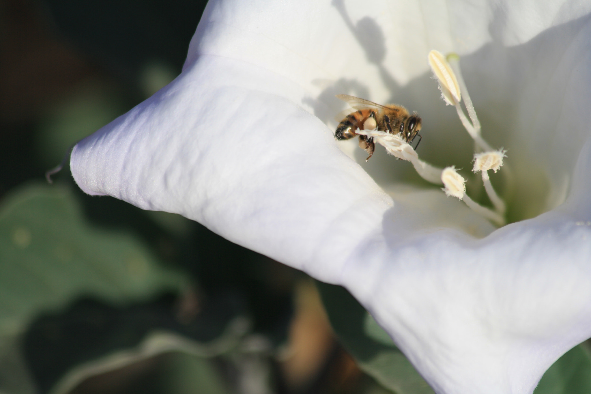 Canon EOS 1000D (EOS Digital Rebel XS / EOS Kiss F) sample photo. Honey bee photography