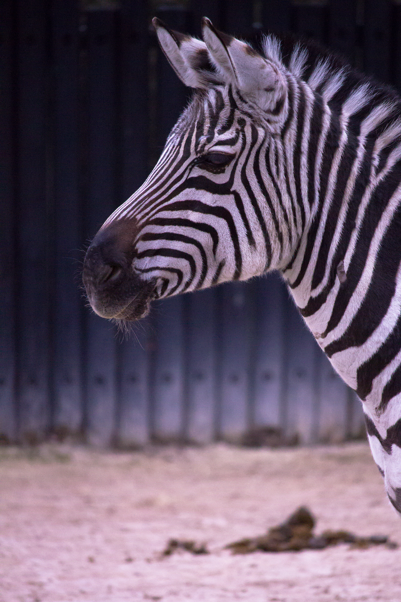 Canon EF-S 55-250mm F4-5.6 IS STM sample photo. Zebra photography