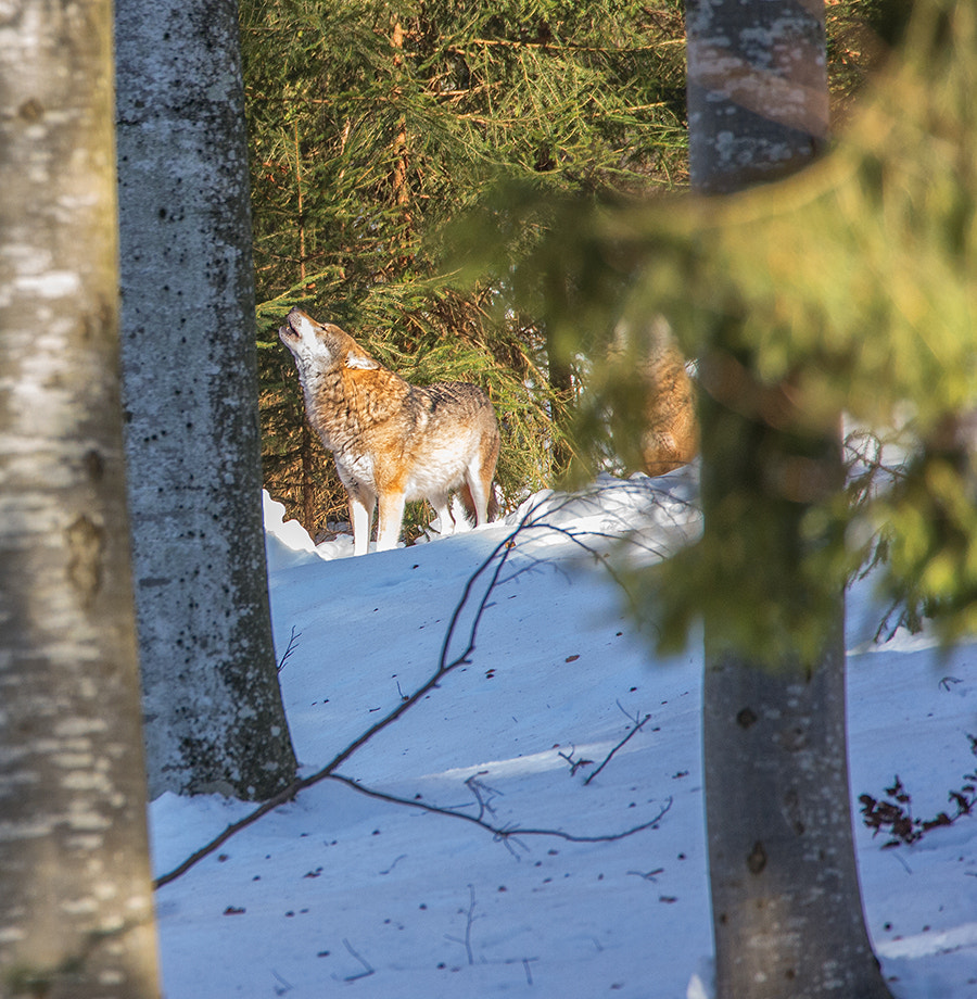 Nikon D4 sample photo. Howling wolf photography