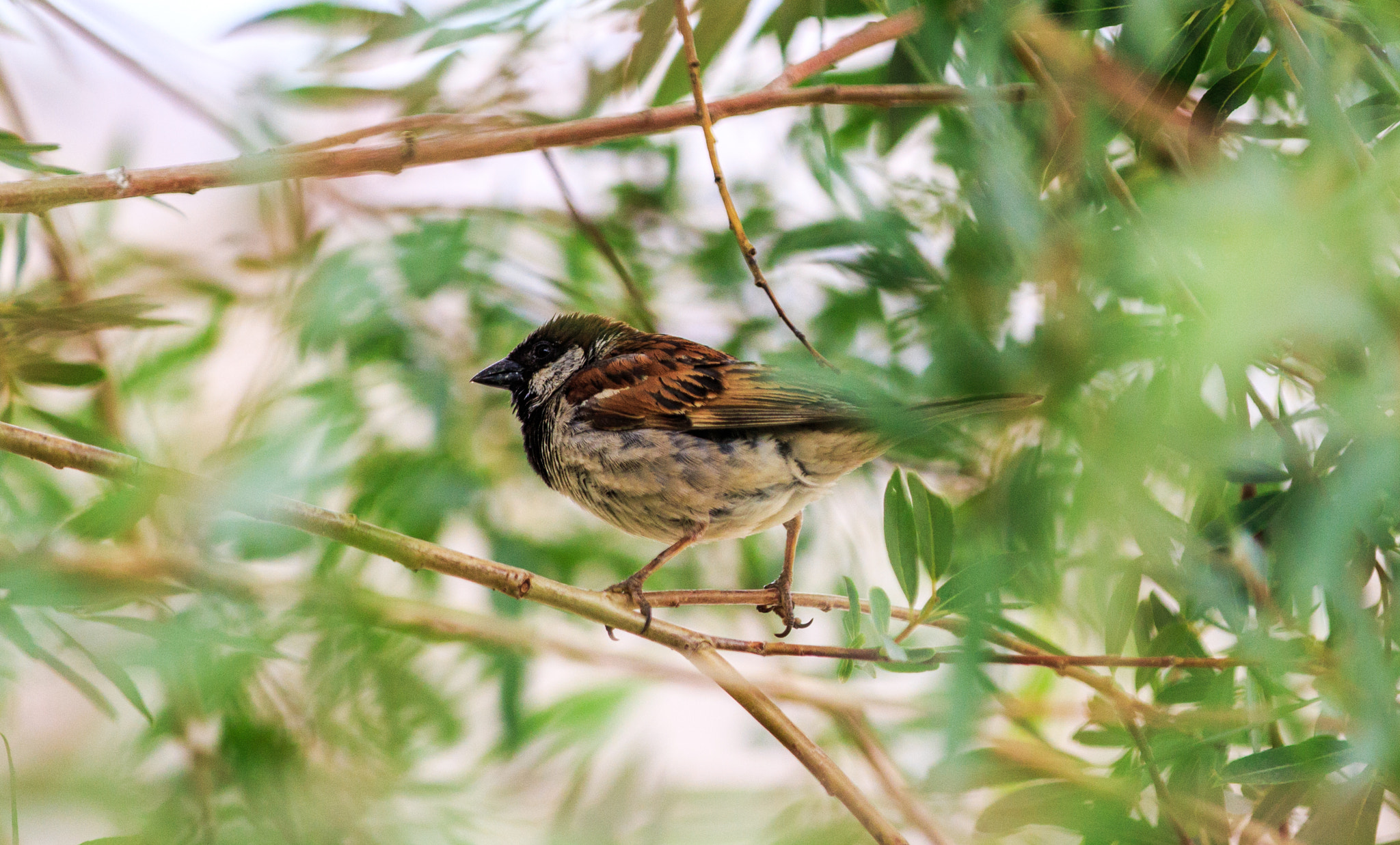 Canon EF 70-200mm F2.8L IS II USM sample photo. Sparrow photography