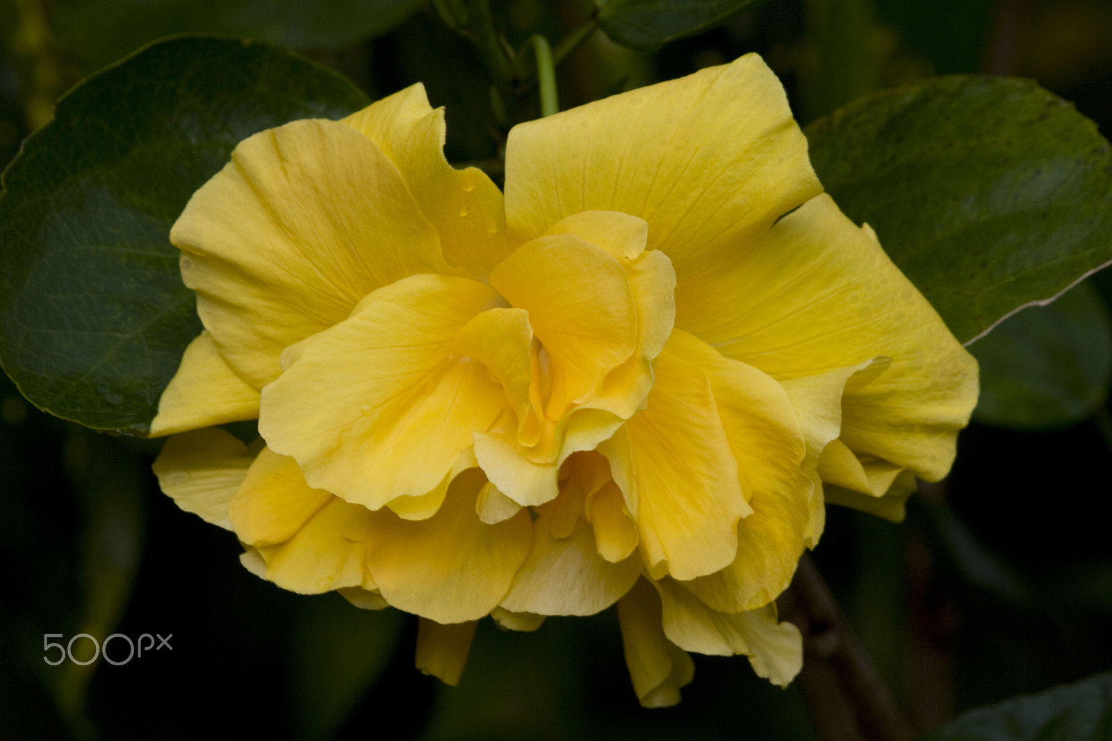 Canon EOS 50D sample photo. Very yellow photography