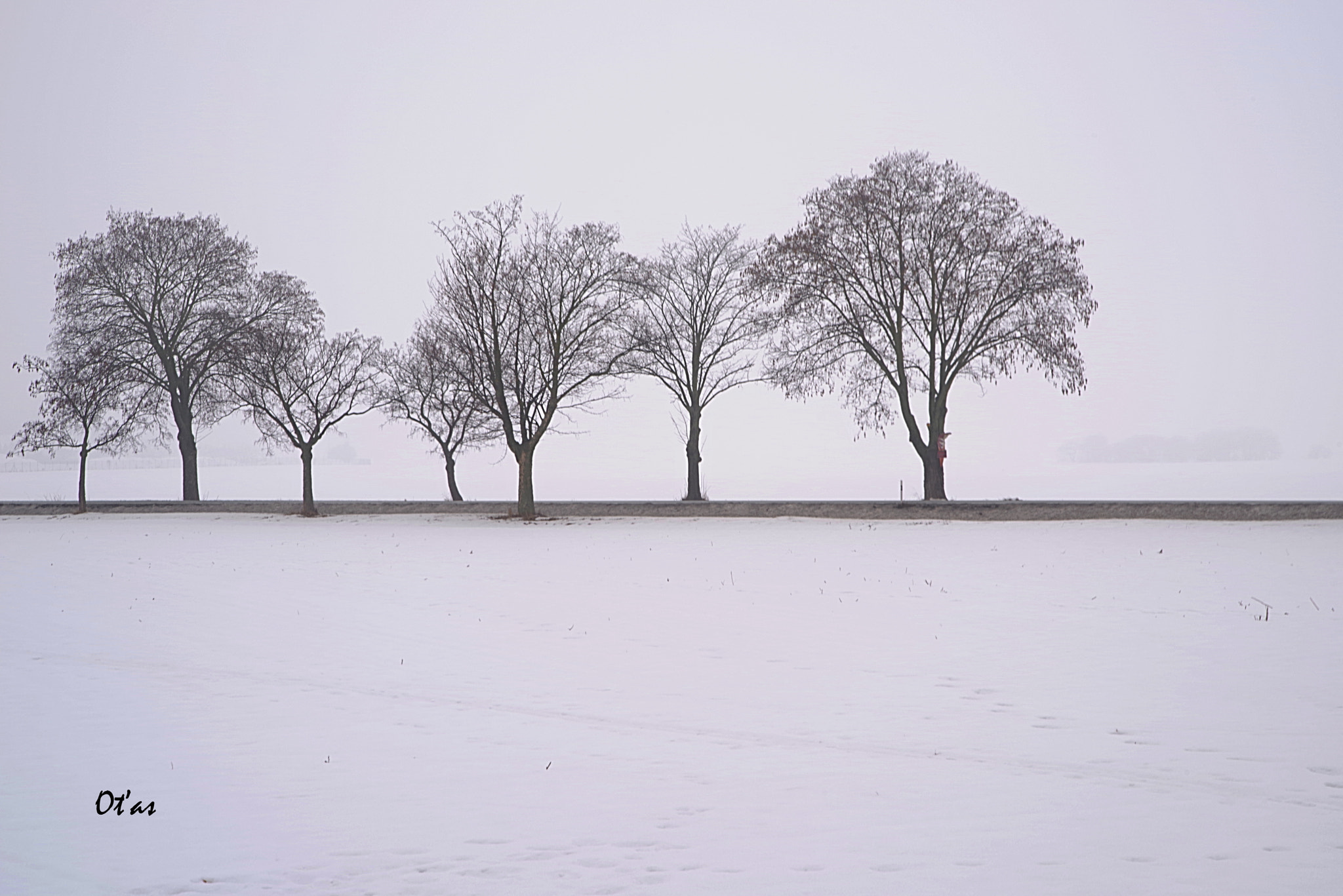 Pentax K-1 sample photo. Trees in the winter photography