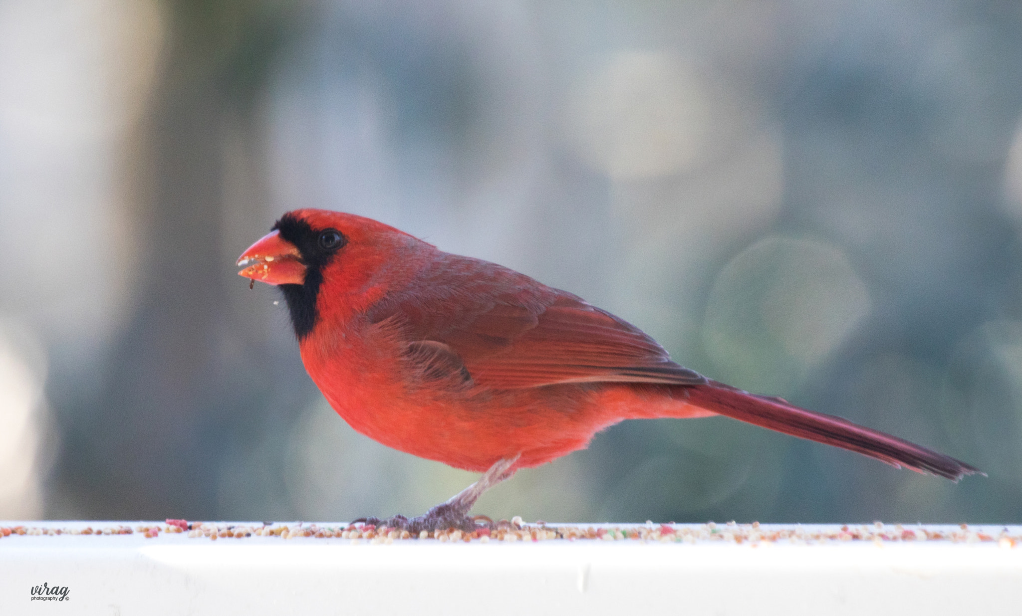 Canon EF 100-400mm F4.5-5.6L IS USM sample photo. Cardinal (male) photography