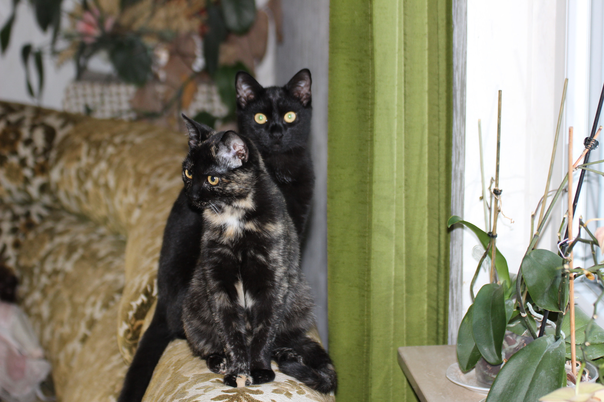 Tamron SP 35mm F1.8 Di VC USD sample photo. Hermine und azrael photography