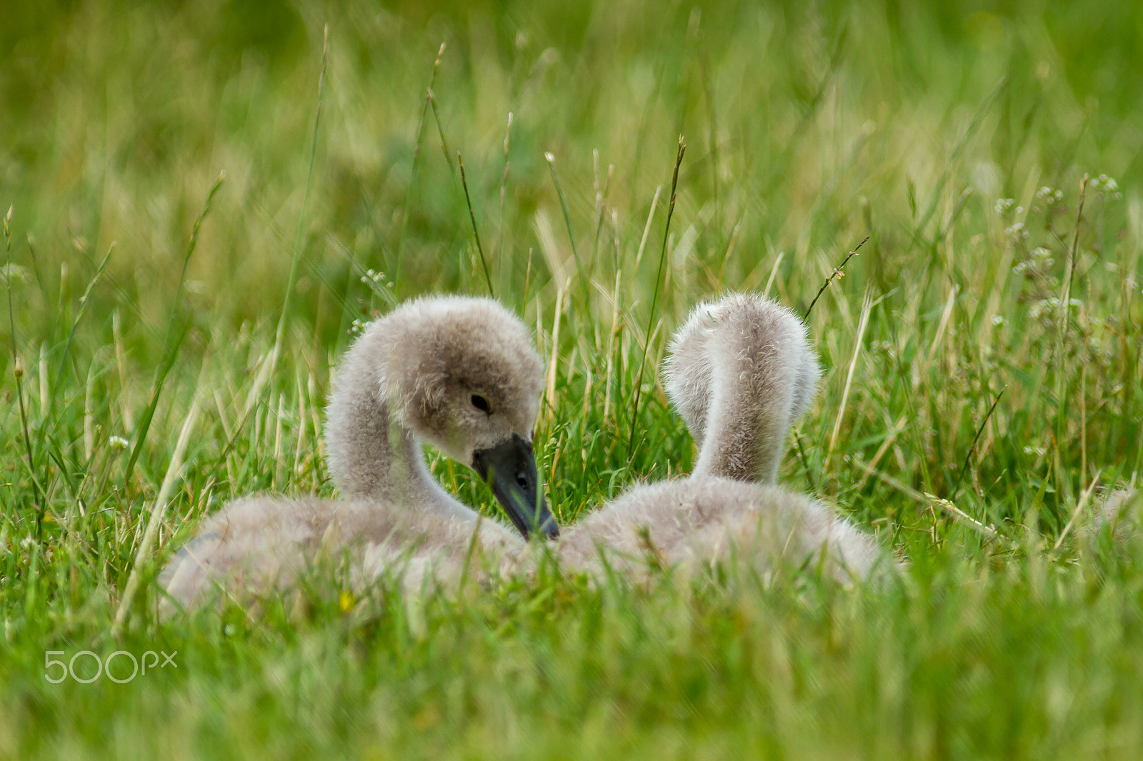 Canon EOS 7D + Canon EF 300mm F4L IS USM sample photo. Cygnets photography