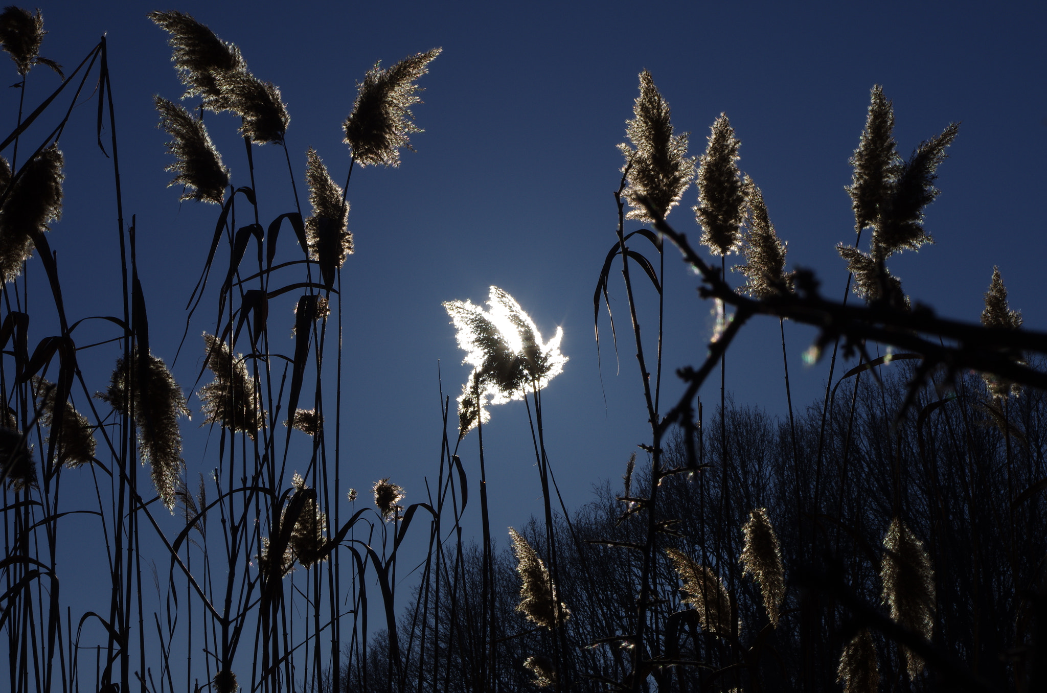 Pentax smc DA 18-55mm F3.5-5.6 AL WR sample photo. Angel wings? photography