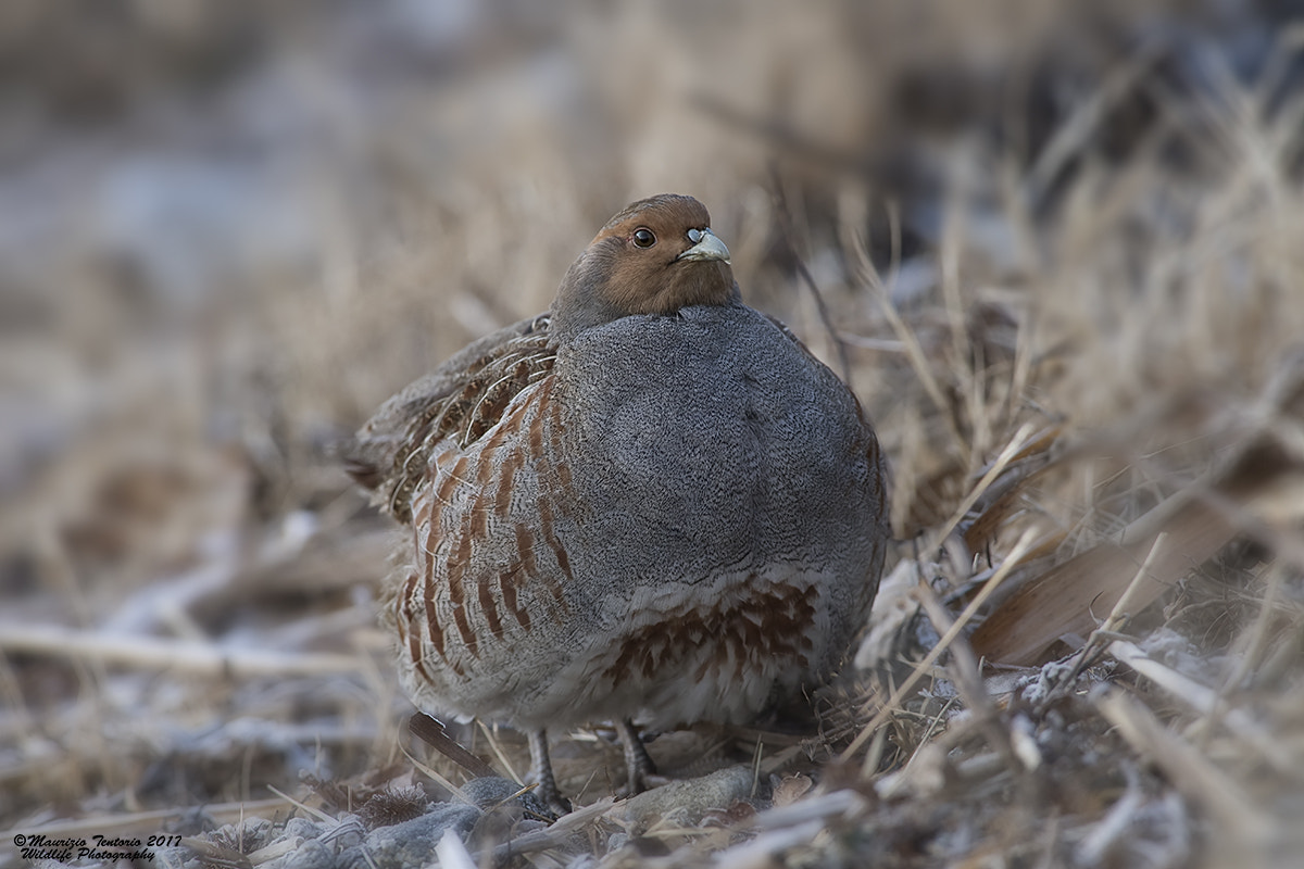 Nikon D5 + Nikon AF-S Nikkor 300mm F2.8G ED VR II sample photo. Starna perdix perdix photography