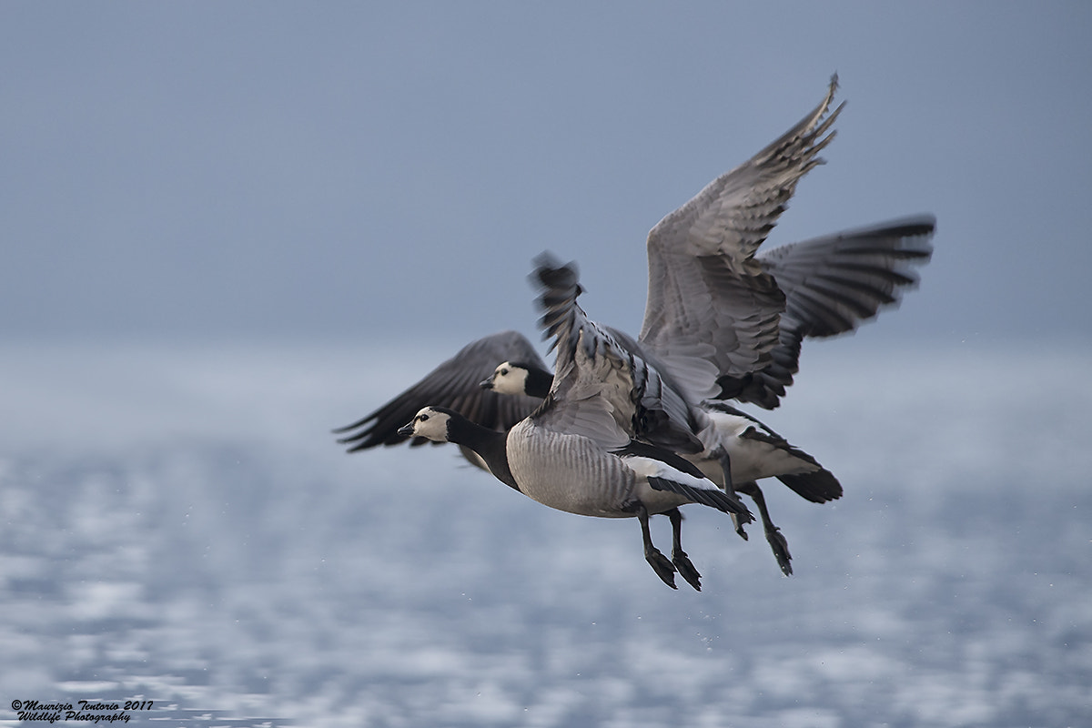 Nikon D5 + Nikon AF-S Nikkor 300mm F2.8G ED VR II sample photo. Oca facciabianca branta leucopsis photography