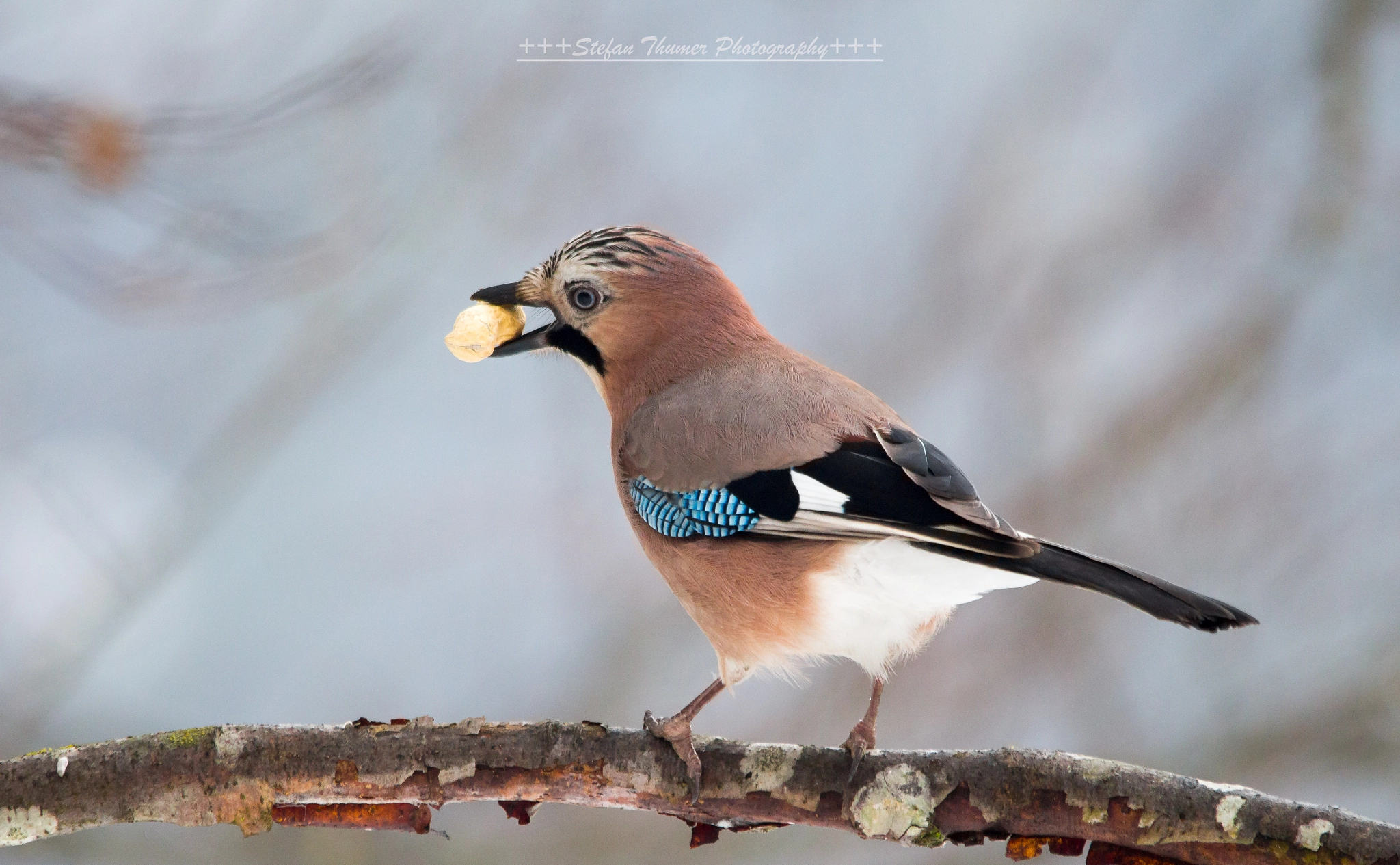 Canon EOS 700D (EOS Rebel T5i / EOS Kiss X7i) + Sigma 150-500mm F5-6.3 DG OS HSM sample photo. Eichelhäher  jay photography