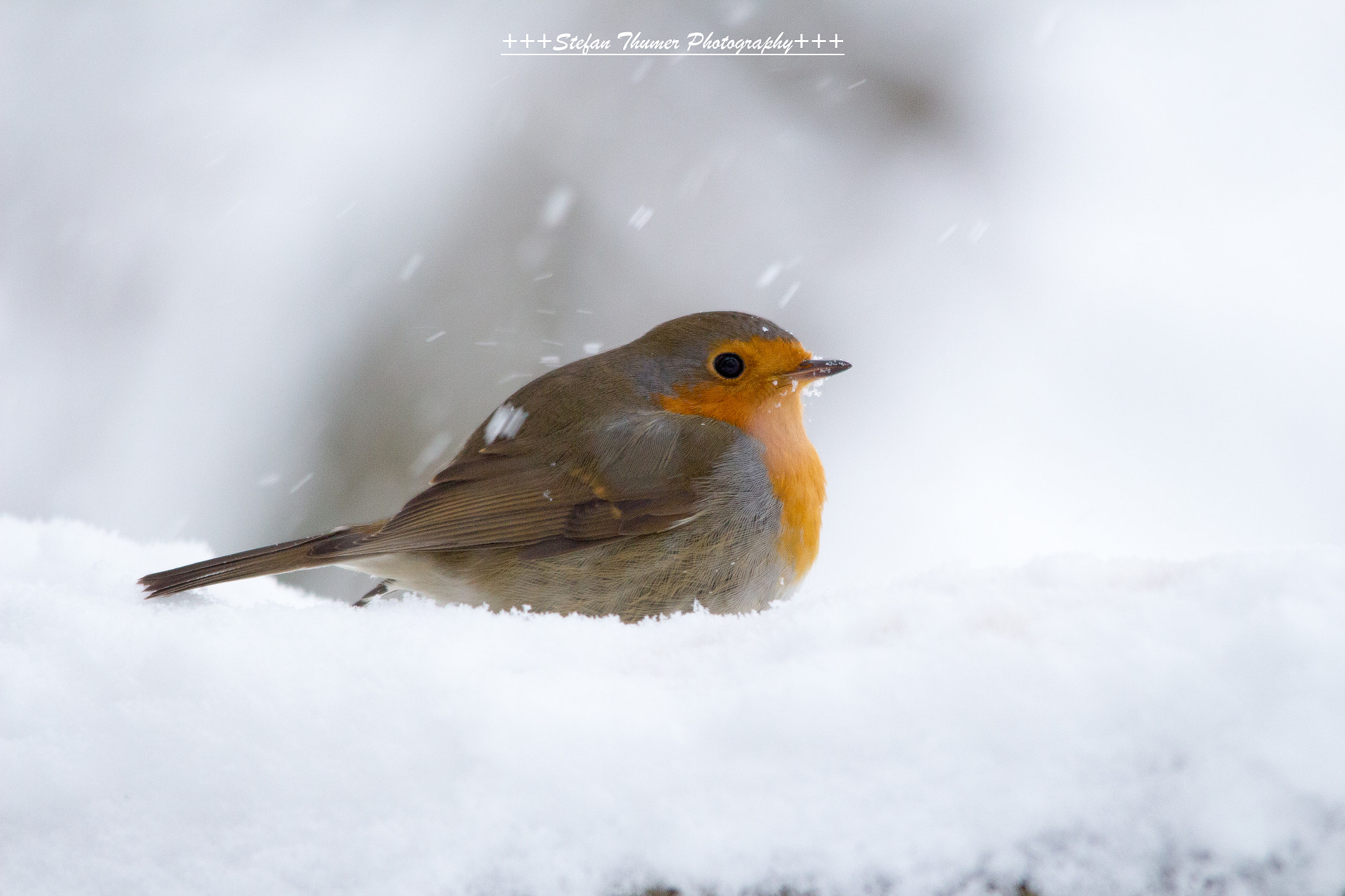 Sigma 150-500mm F5-6.3 DG OS HSM sample photo. Rotkehlchen photography