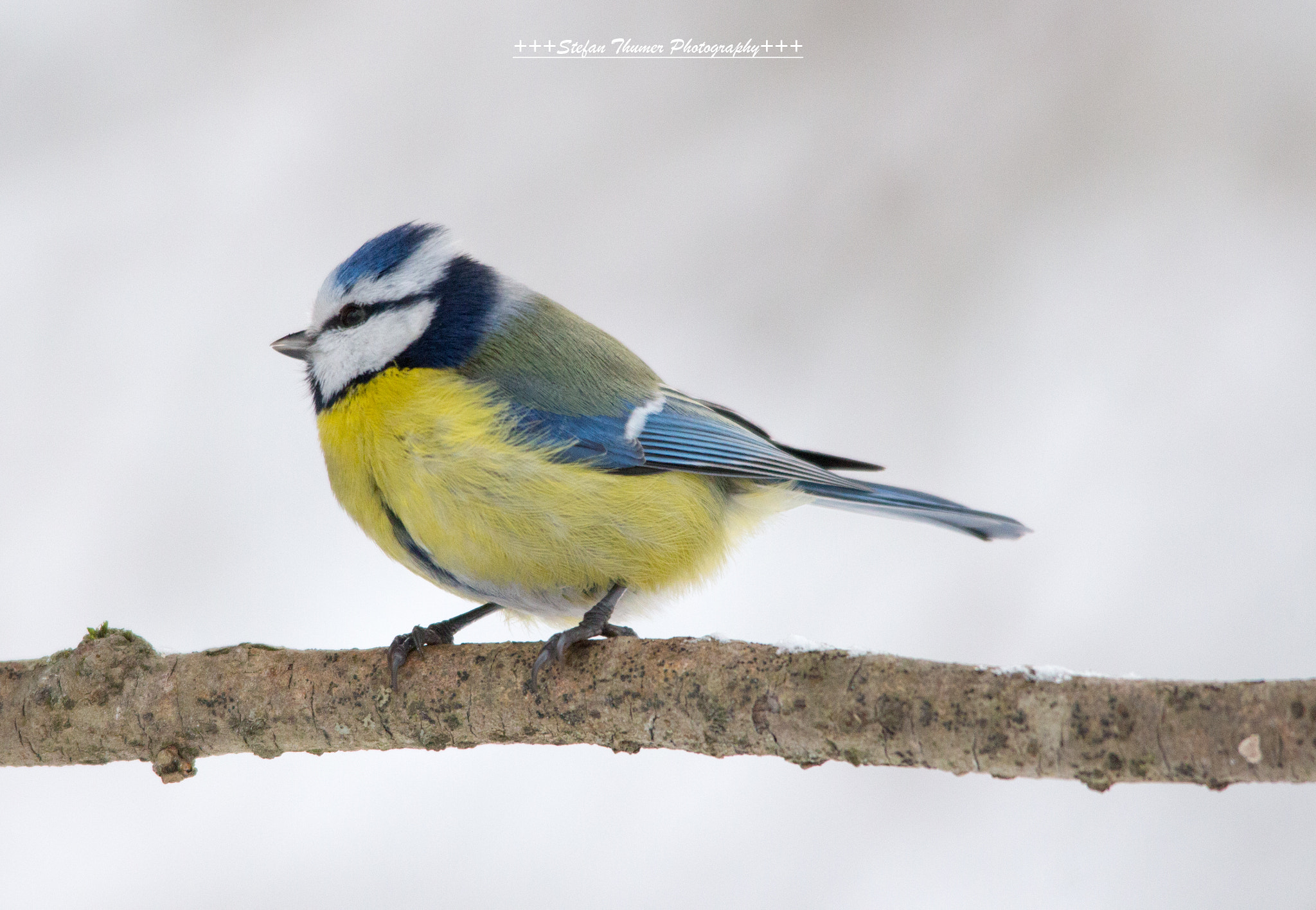 Sigma 150-500mm F5-6.3 DG OS HSM sample photo. Blaumeise photography