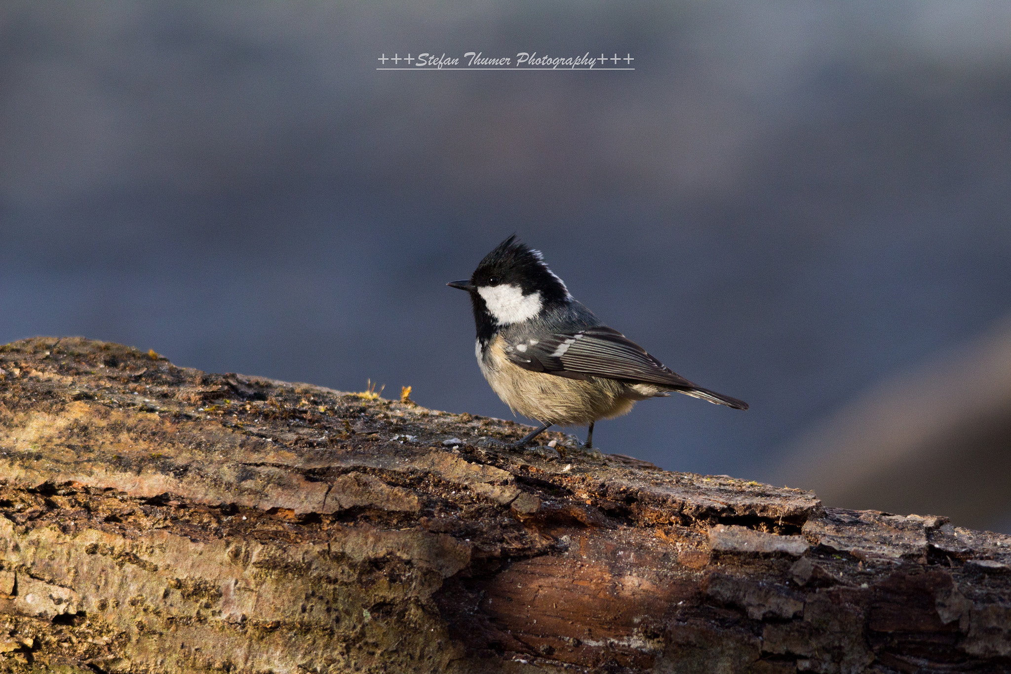 Sigma 150-500mm F5-6.3 DG OS HSM sample photo. Tannenmeise photography