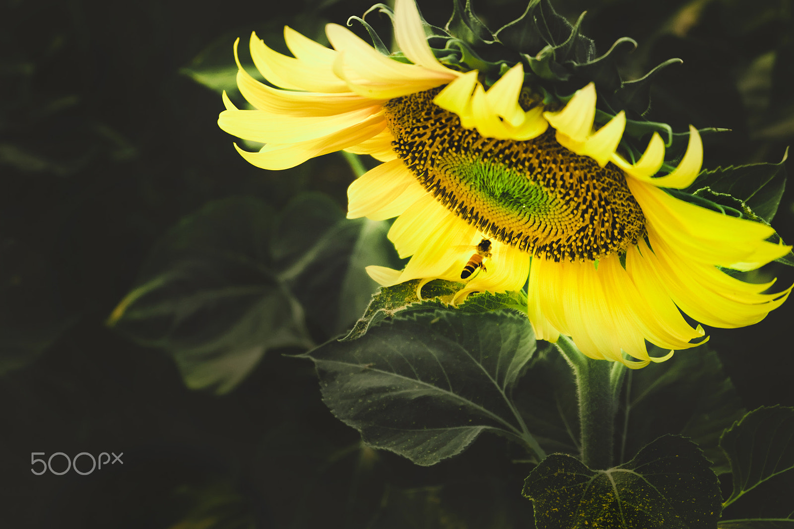Fujifilm XC 16-50mm F3.5-5.6 OIS II sample photo. Sun flower and bee flying photography