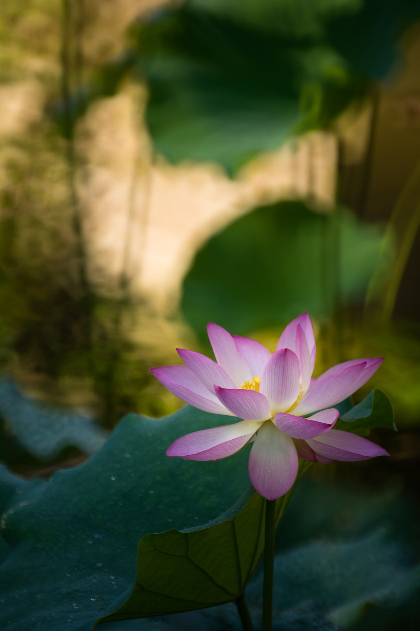 Sony 500mm F8 Reflex sample photo. 晨荷lotus on sunrise photography