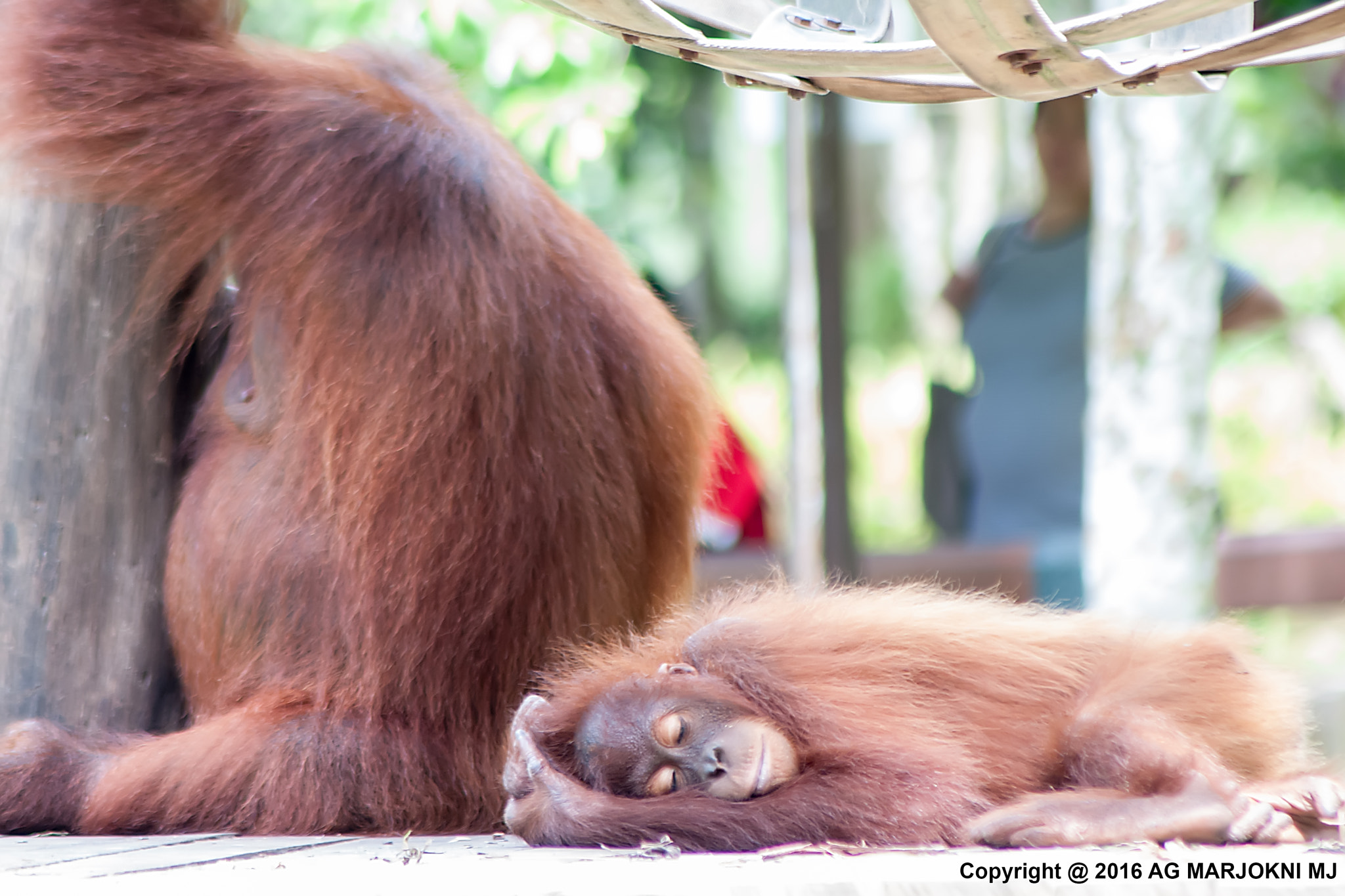 Nikon D300S sample photo. Sleeping orang utan photography