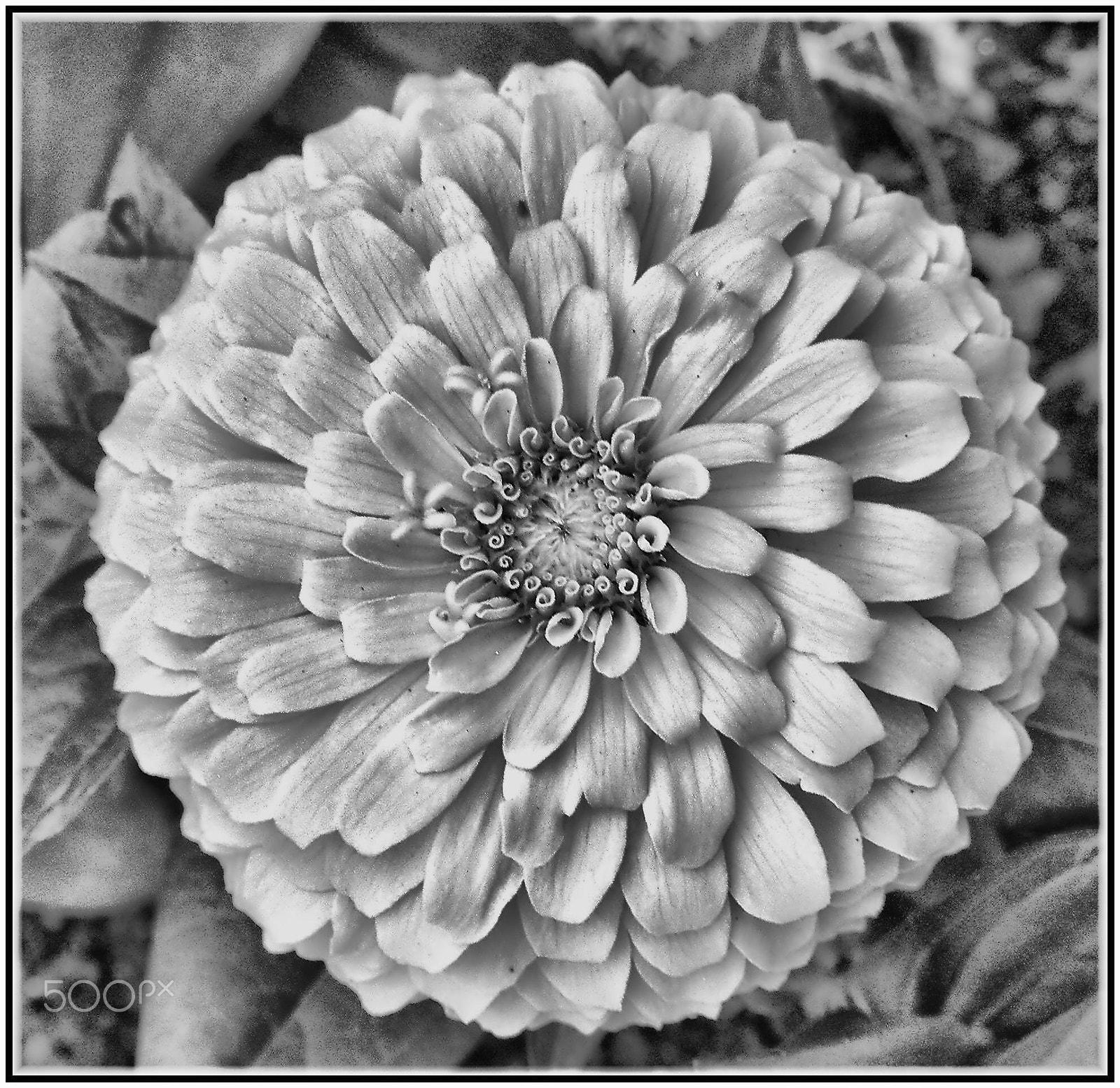 Nikon COOLPIX S4 sample photo. Crisantemo photography
