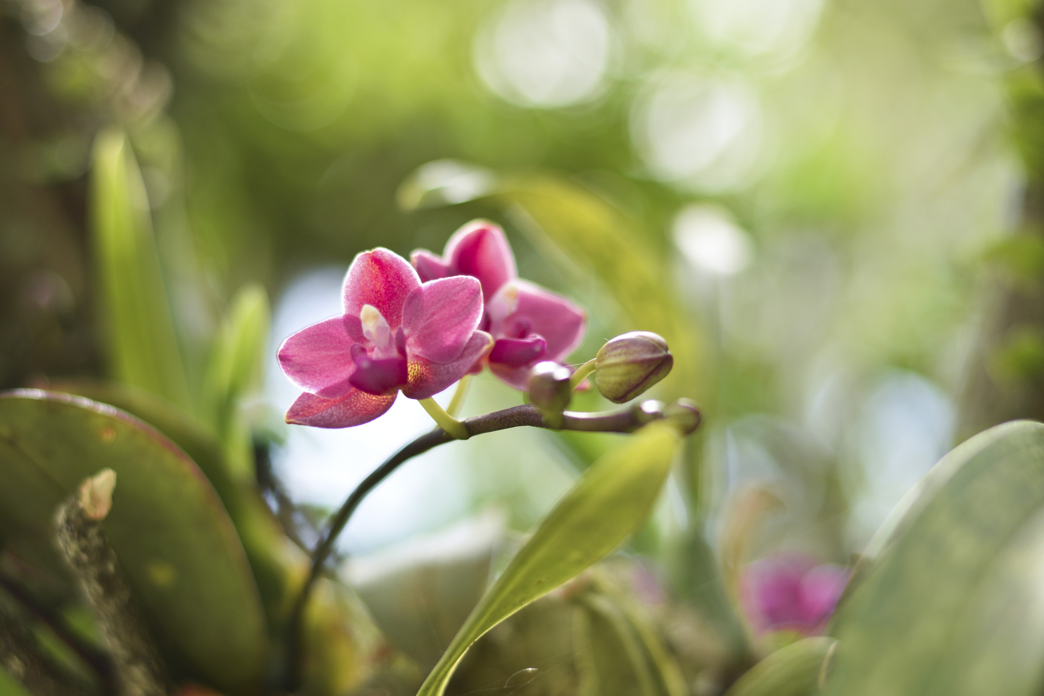 Nikon D5300 + Nikon AF Nikkor 50mm F1.8D sample photo