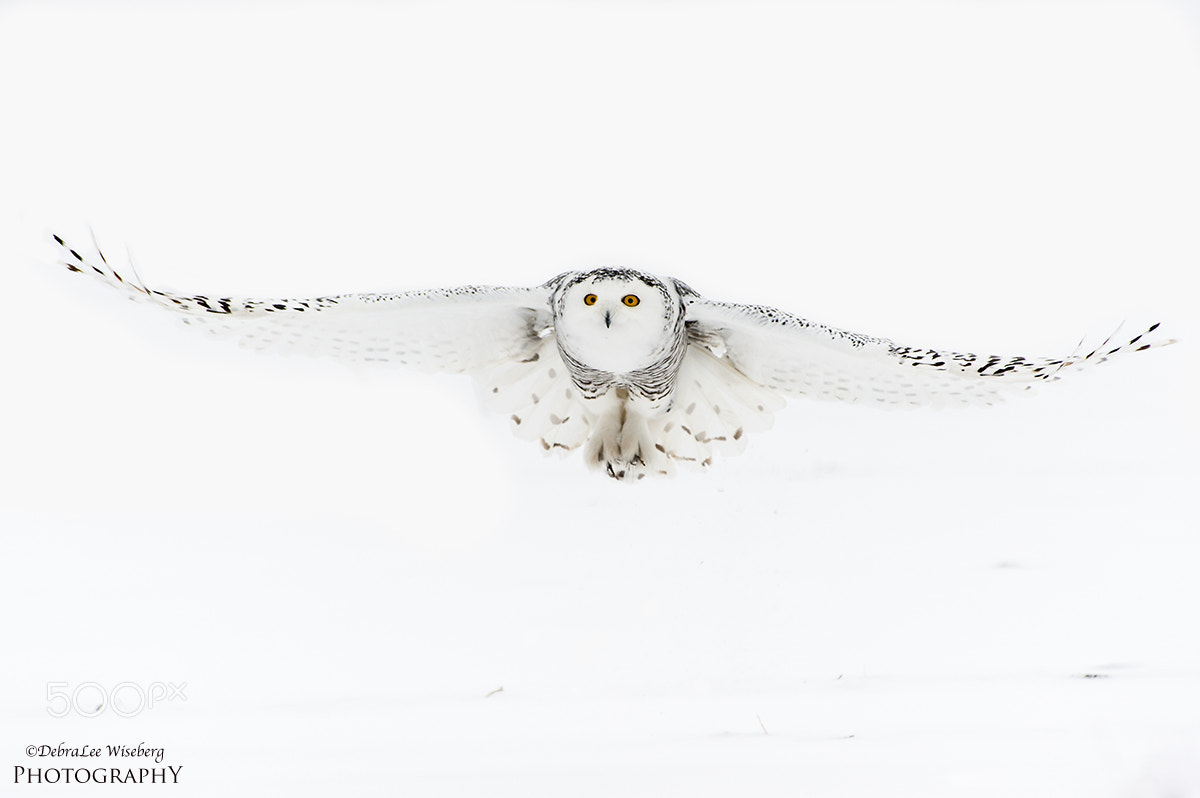 Nikon D700 sample photo. Snowy white owl photography