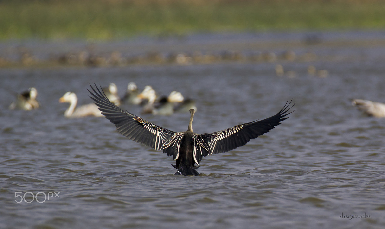 Tamron SP 150-600mm F5-6.3 Di VC USD sample photo. Darter landing photography