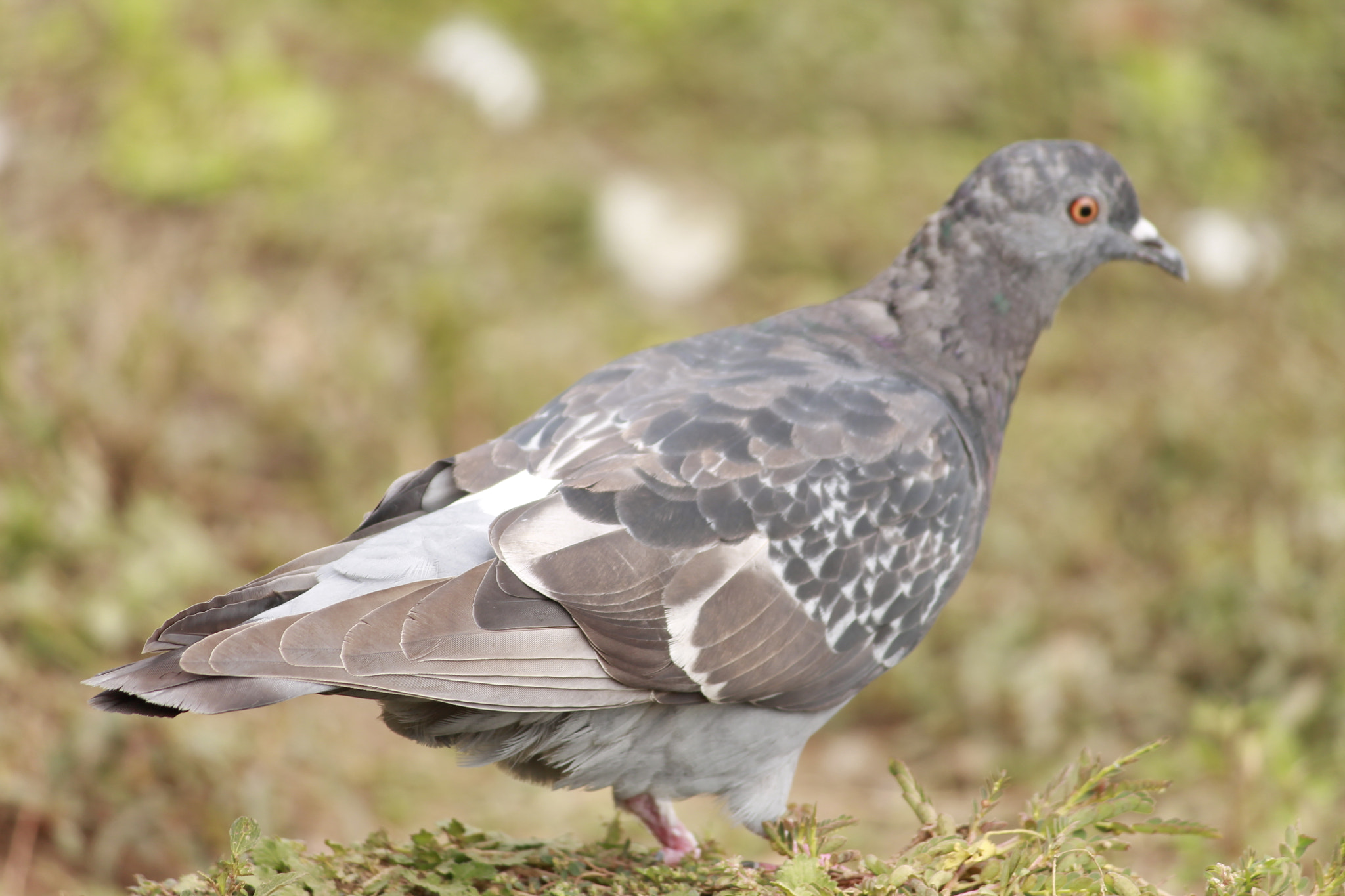 Canon EOS 1100D (EOS Rebel T3 / EOS Kiss X50) sample photo. The pigeon photography