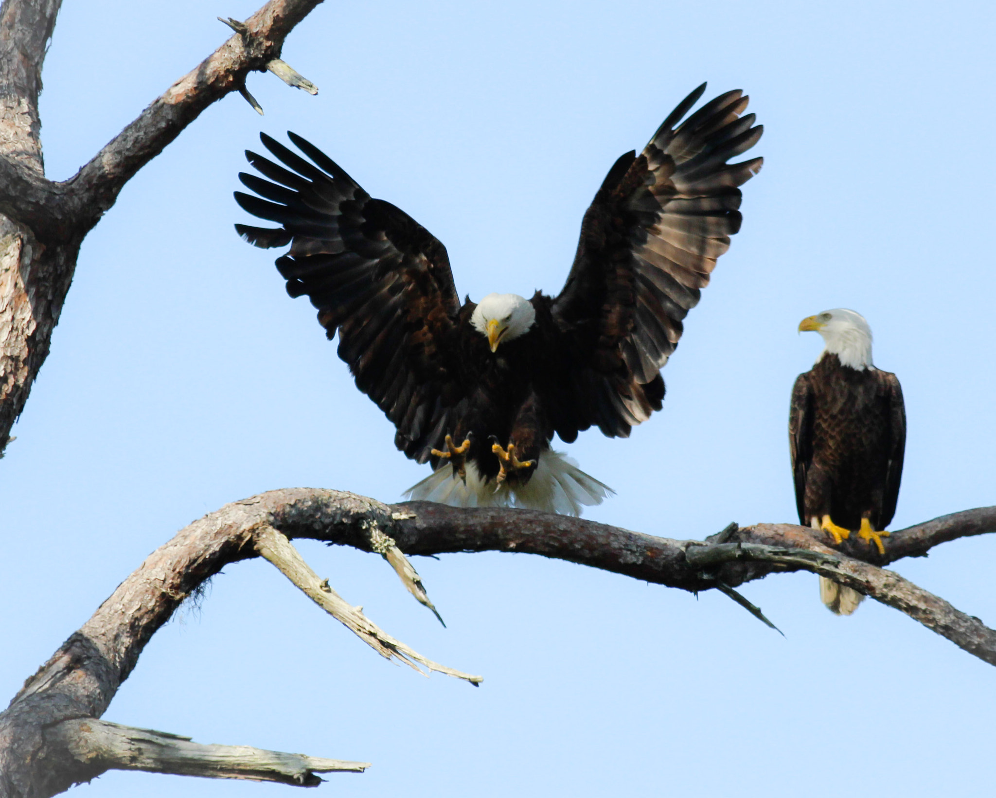 Canon EOS 600D (Rebel EOS T3i / EOS Kiss X5) + Canon EF 400mm F5.6L USM sample photo. Talons  photography